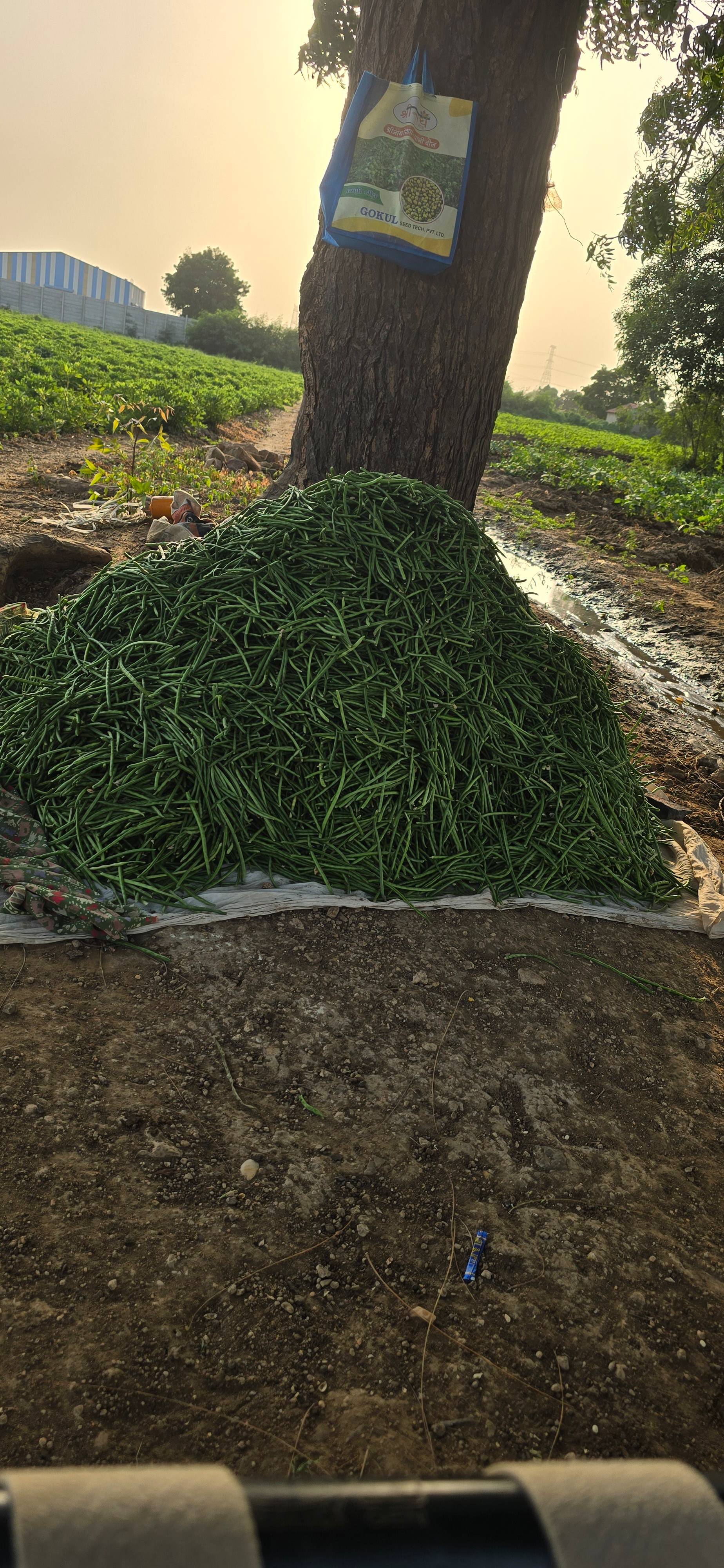 Yardlong Beans विक्रीसाठी, सुरेंद्रनगर, गुजरात