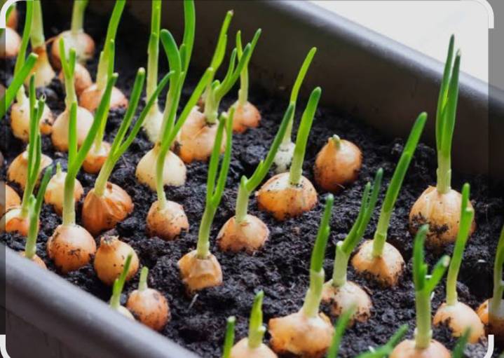 Pink Onion Seeds विक्रीसाठी, जालना, महाराष्ट्र