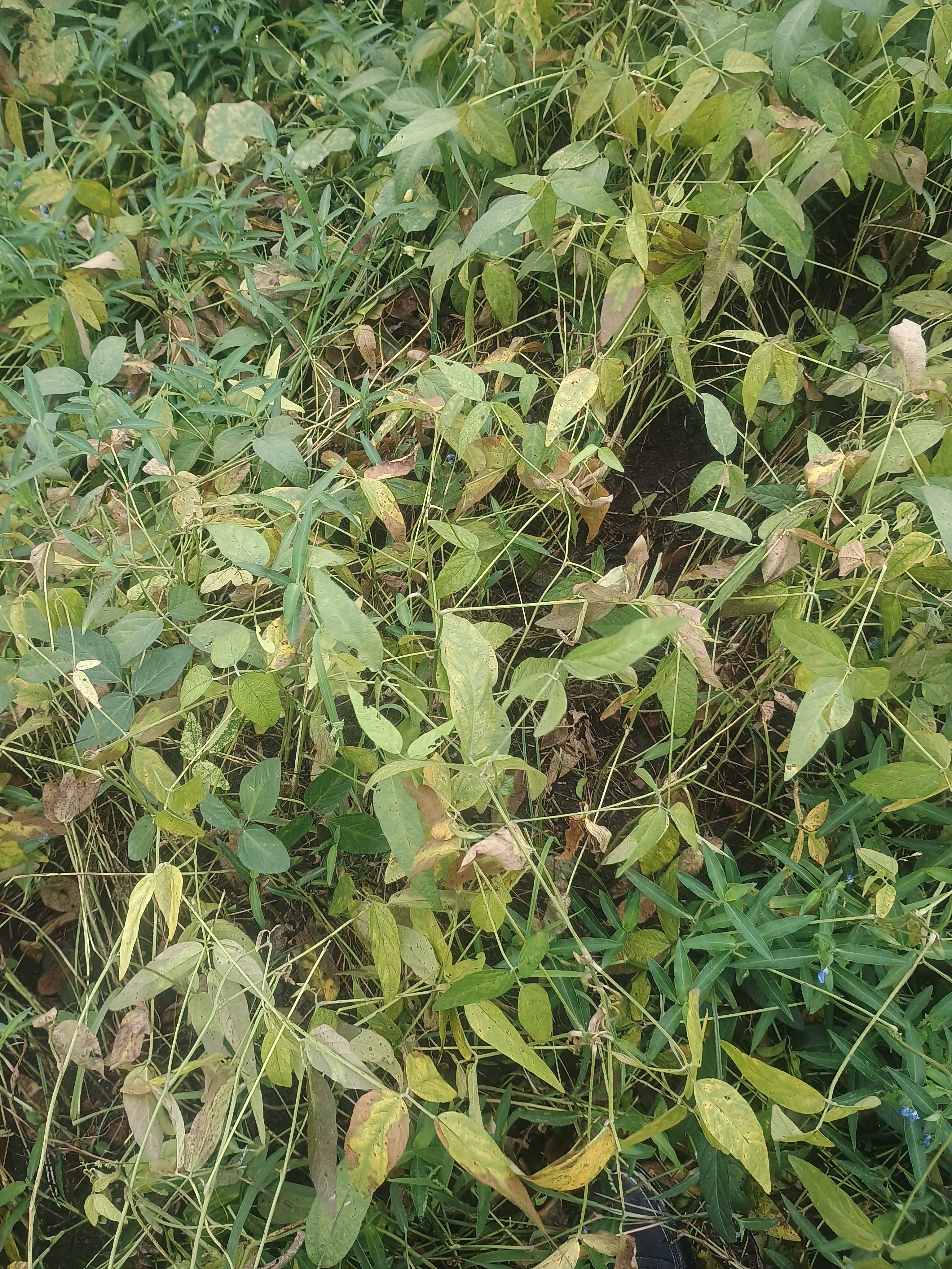 Soyabean Yellow Soybean