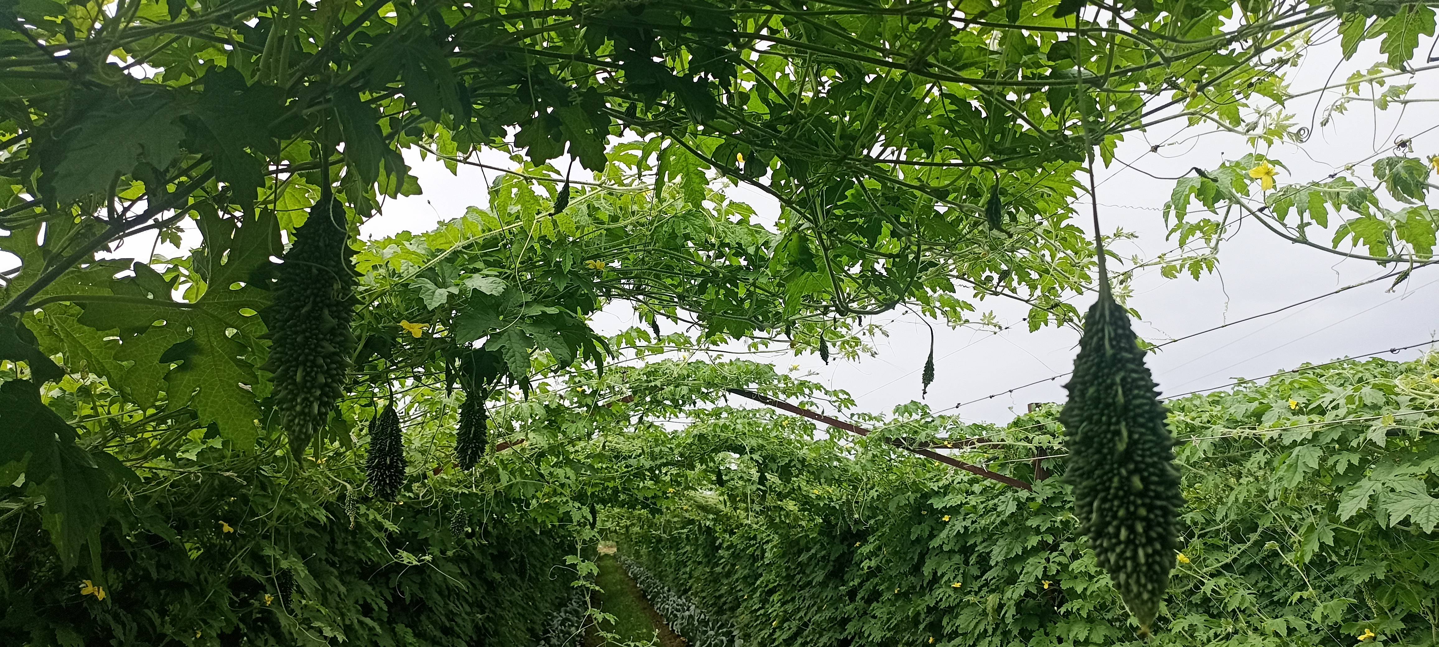 Green Bitter Gourd विक्रीसाठी, नाशिक, महाराष्ट्र
