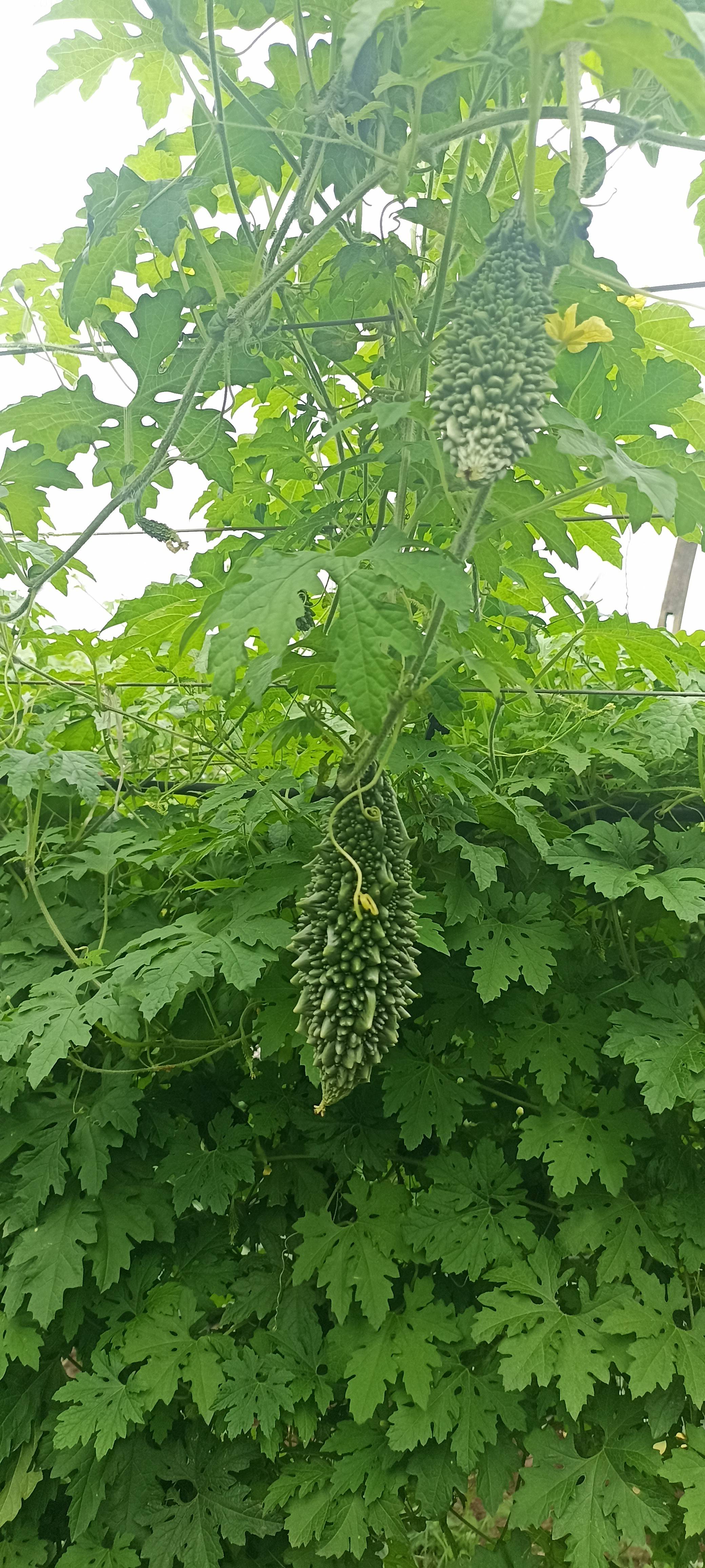 Green Bitter Gourd विक्रीसाठी, नाशिक, महाराष्ट्र