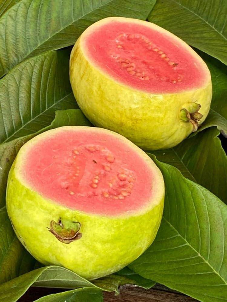 Taiwan Pink विक्रीसाठी, लातूर, महाराष्ट्र