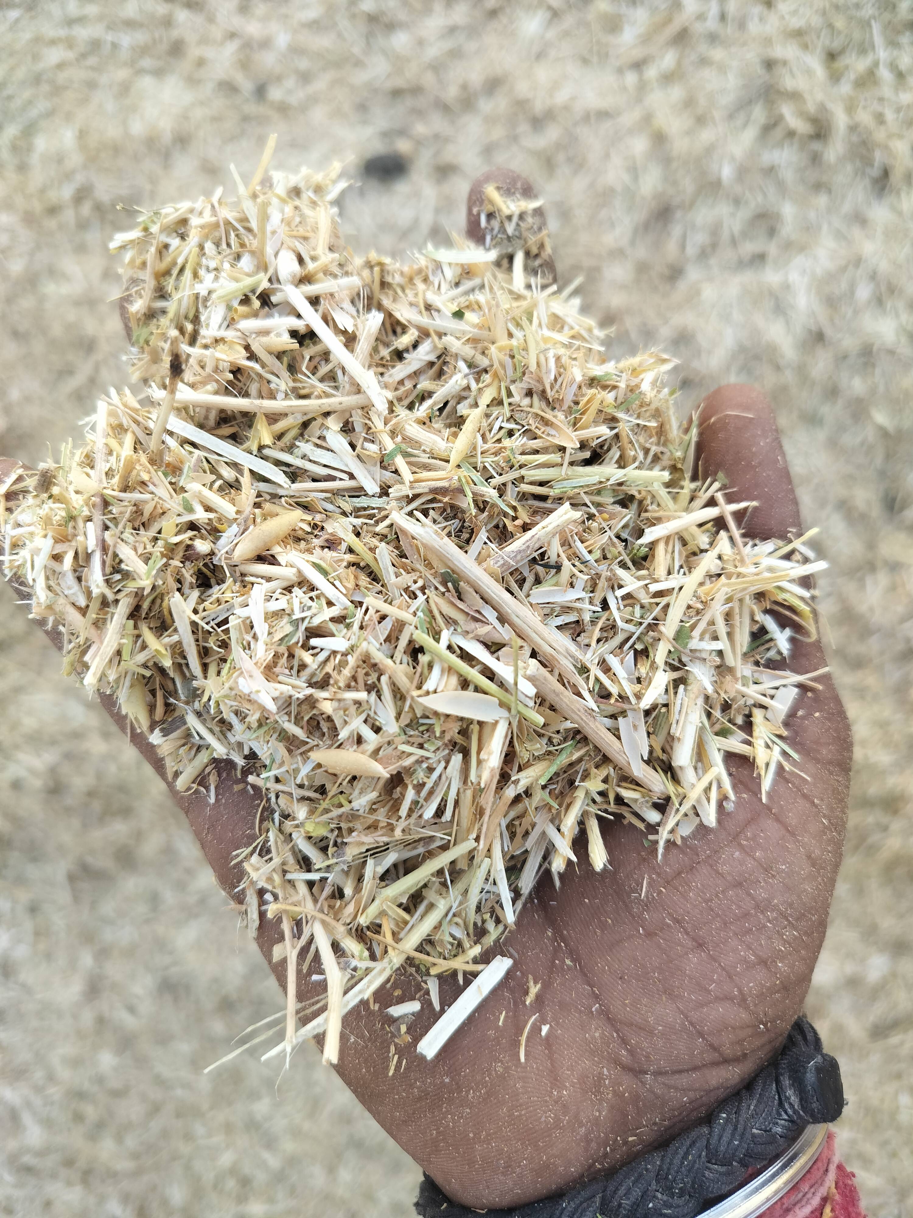 Dry Fodder Wheat Straw