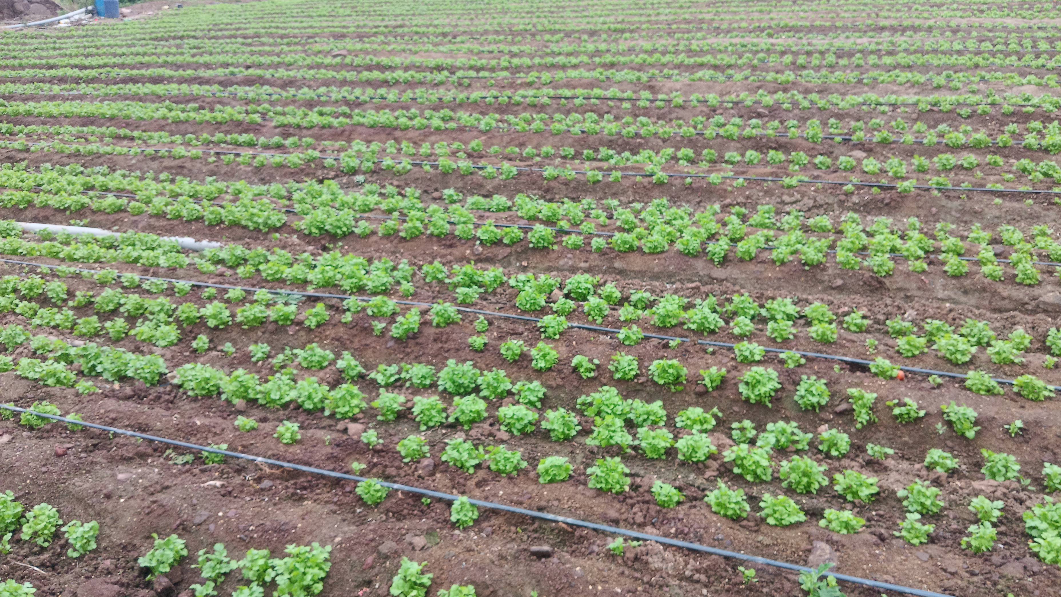 Coriander Leave for sale in Nashik, Maharashtra