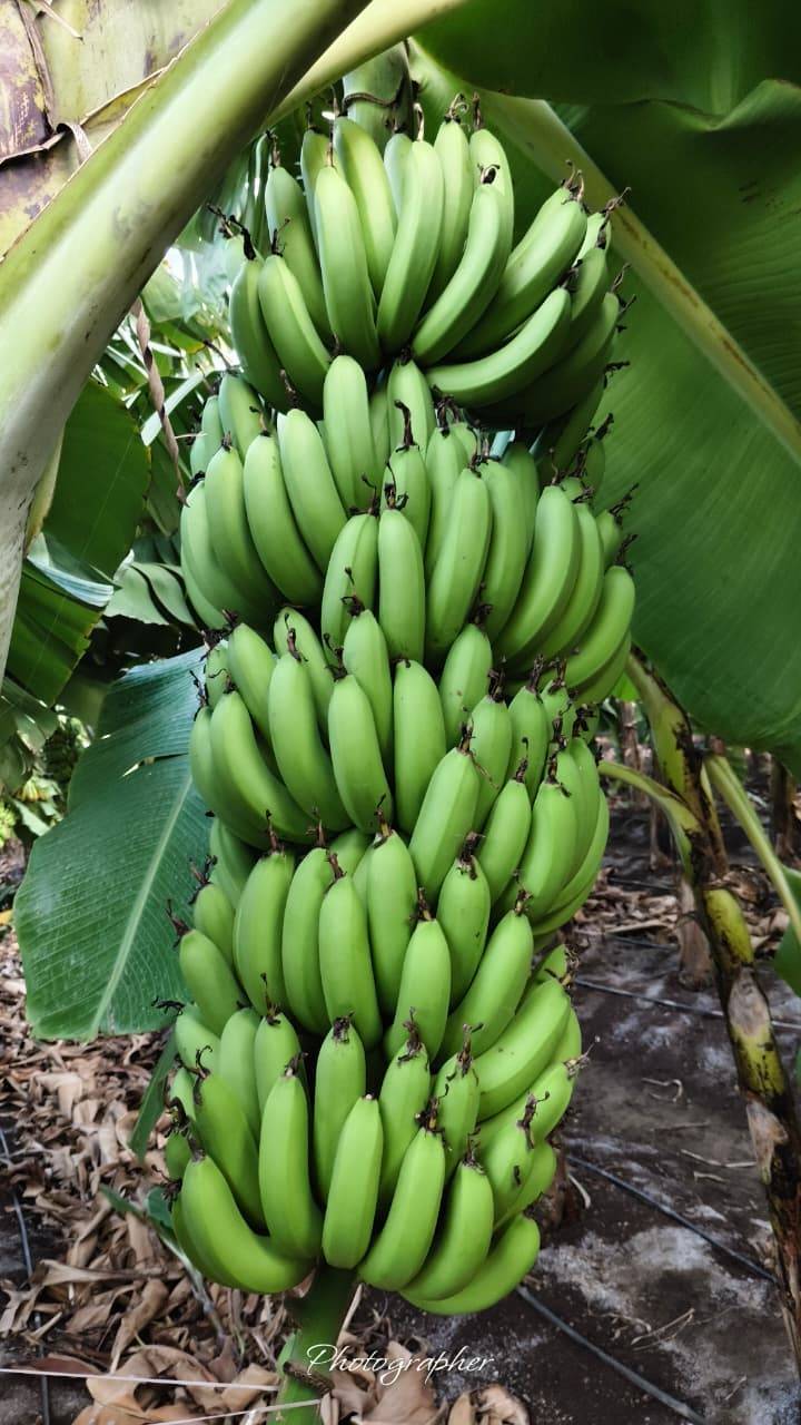 Cavendish Banana विक्रीसाठी, जळगाव, महाराष्ट्र