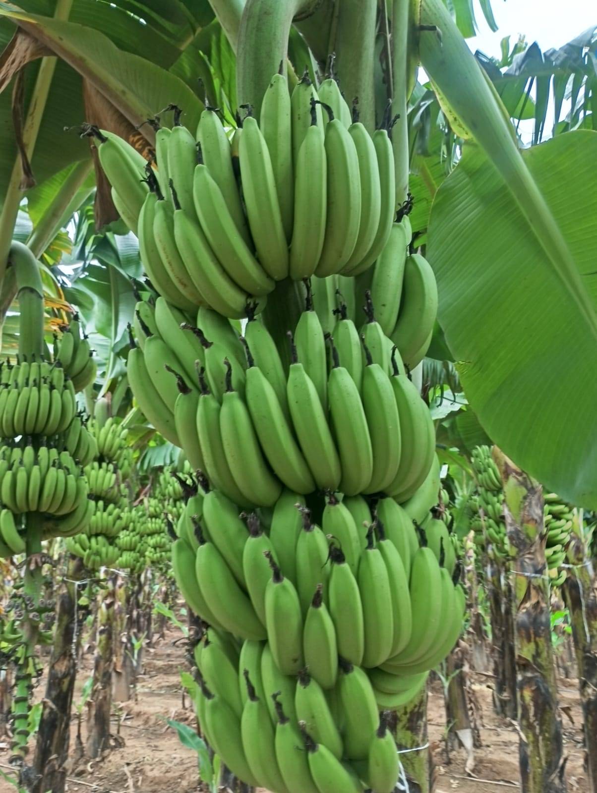 Cavendish Banana विक्रीसाठी, जळगाव, महाराष्ट्र