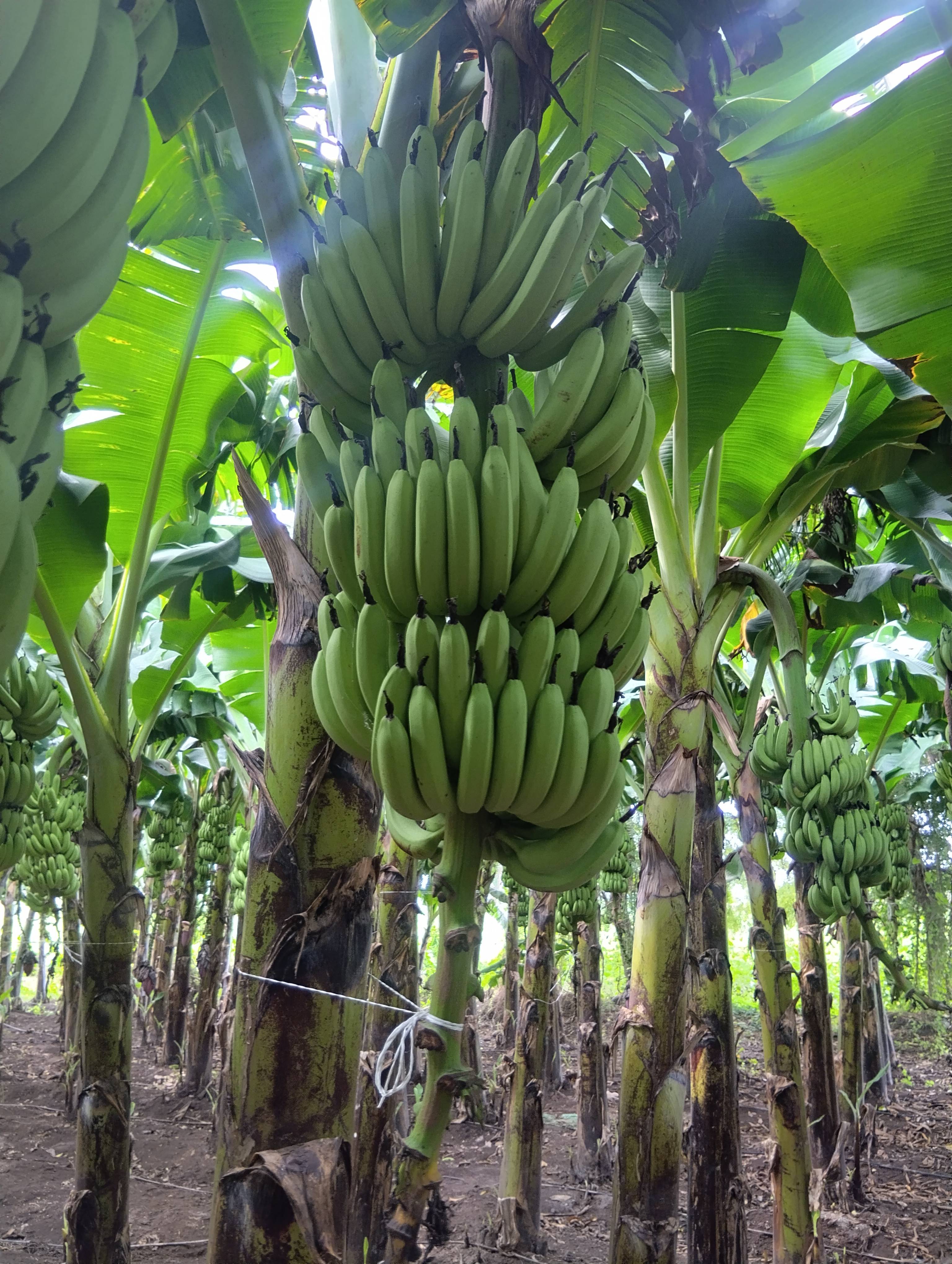 केळी Cavendish Banana