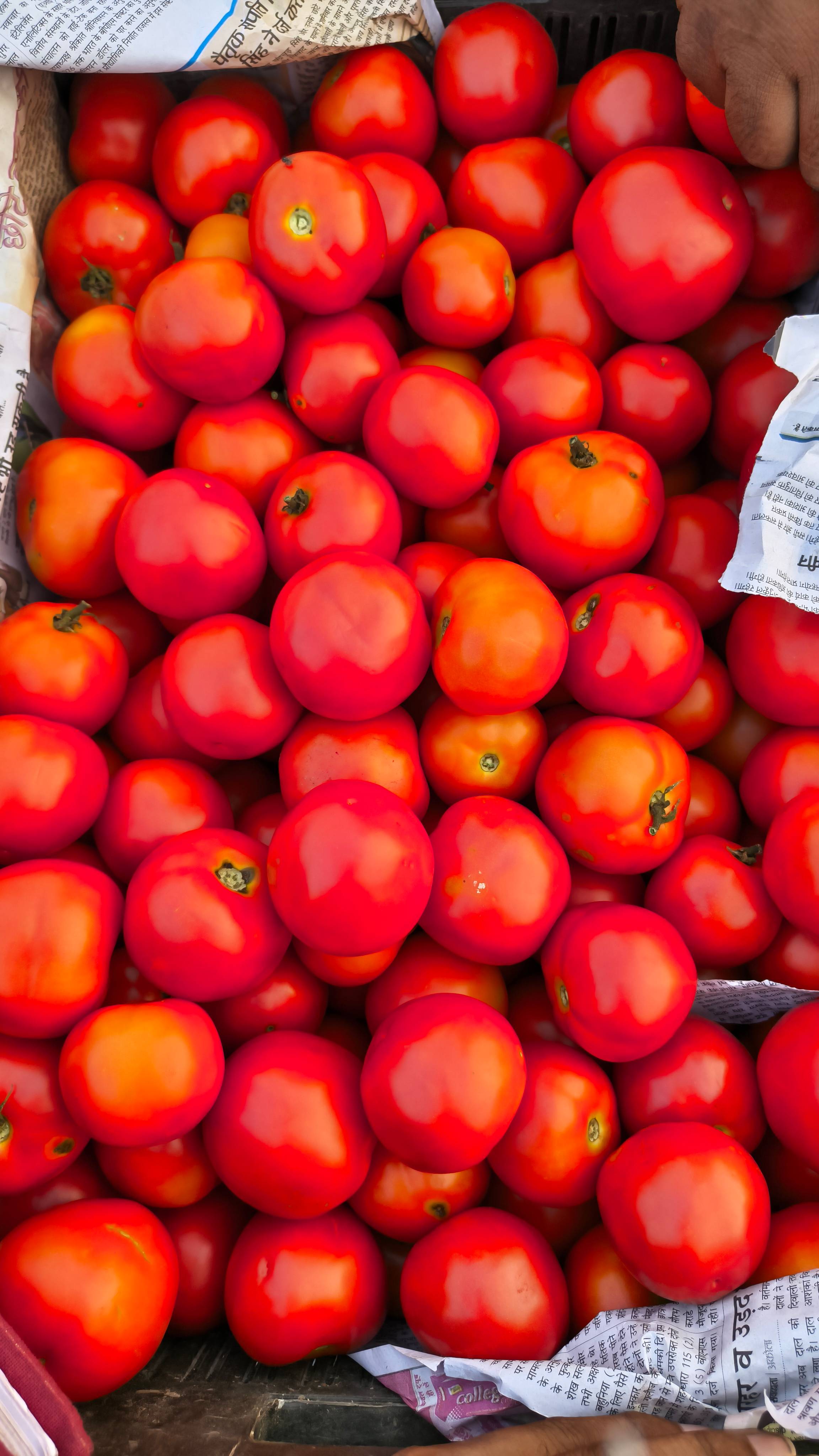 Cherry Tomato for sale in Sabarkantha, Gujarat