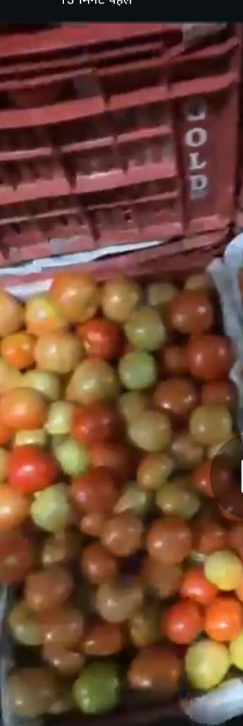 Saaho Tomato for sale in Chhatrapati Sambhajinagar, Maharashtra