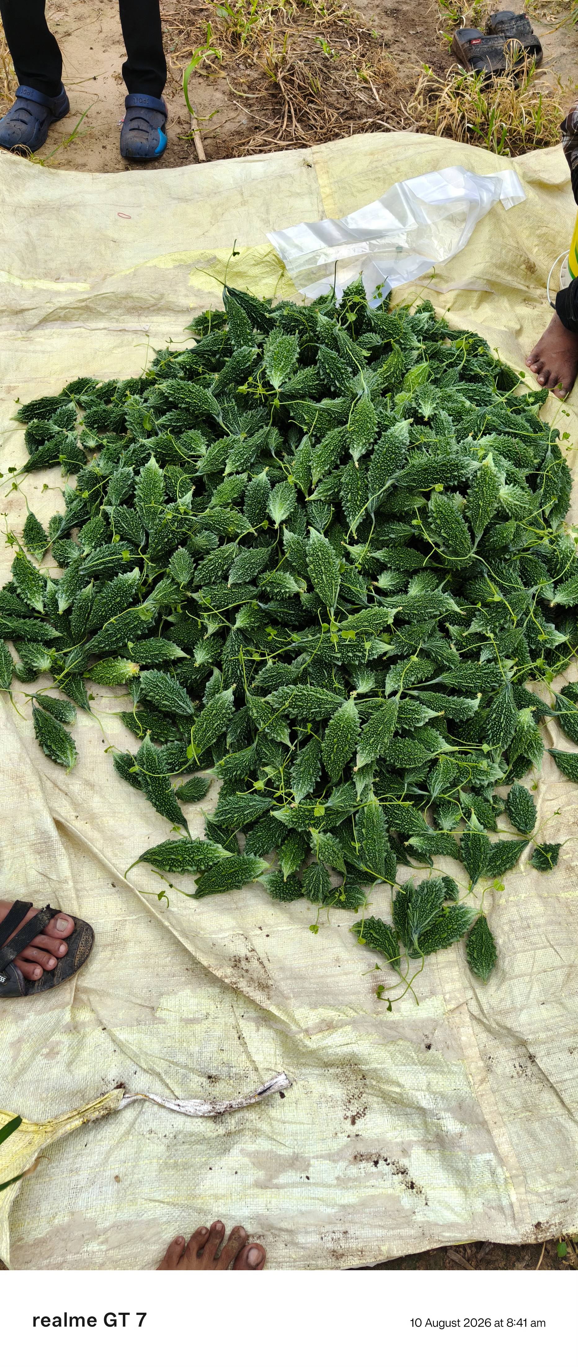 Indian Bitter Gourd for sale in Anand, Gujarat