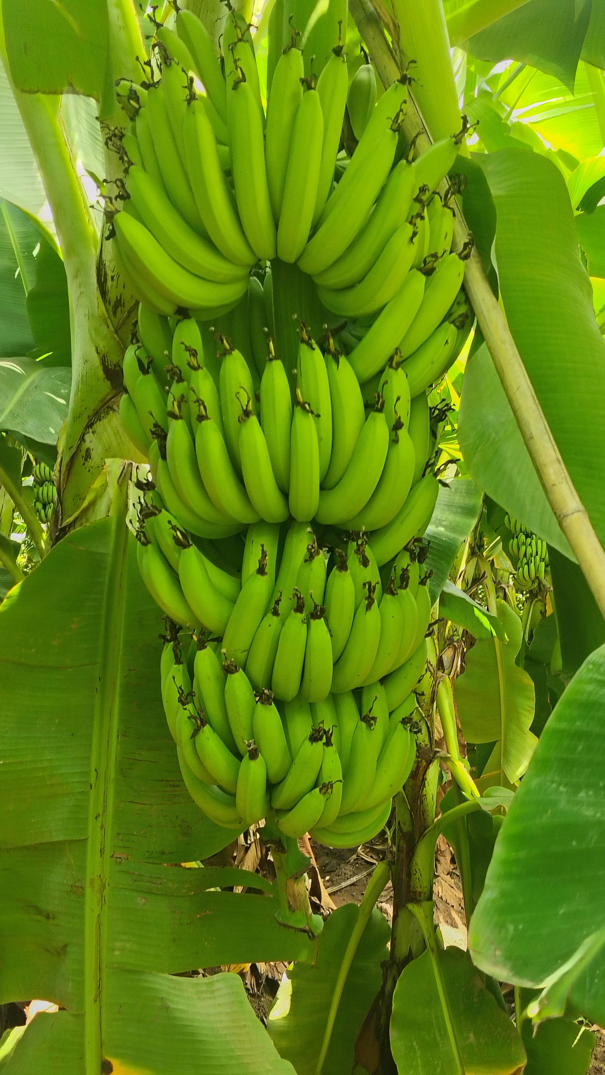 केळी Grand Naine (G9) Banana
