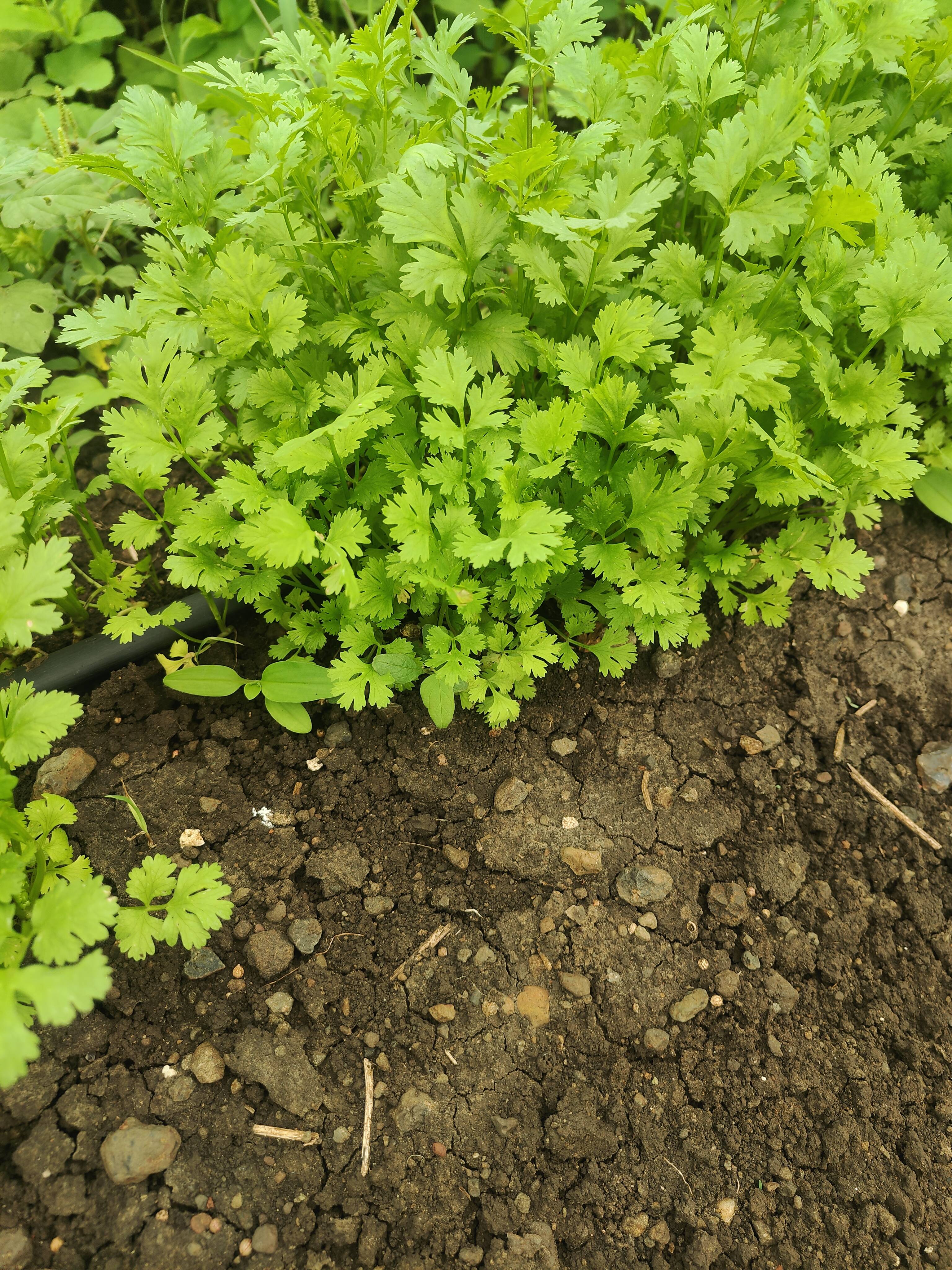 Coriander Leave for sale in West Nimar, Madhya Pradesh