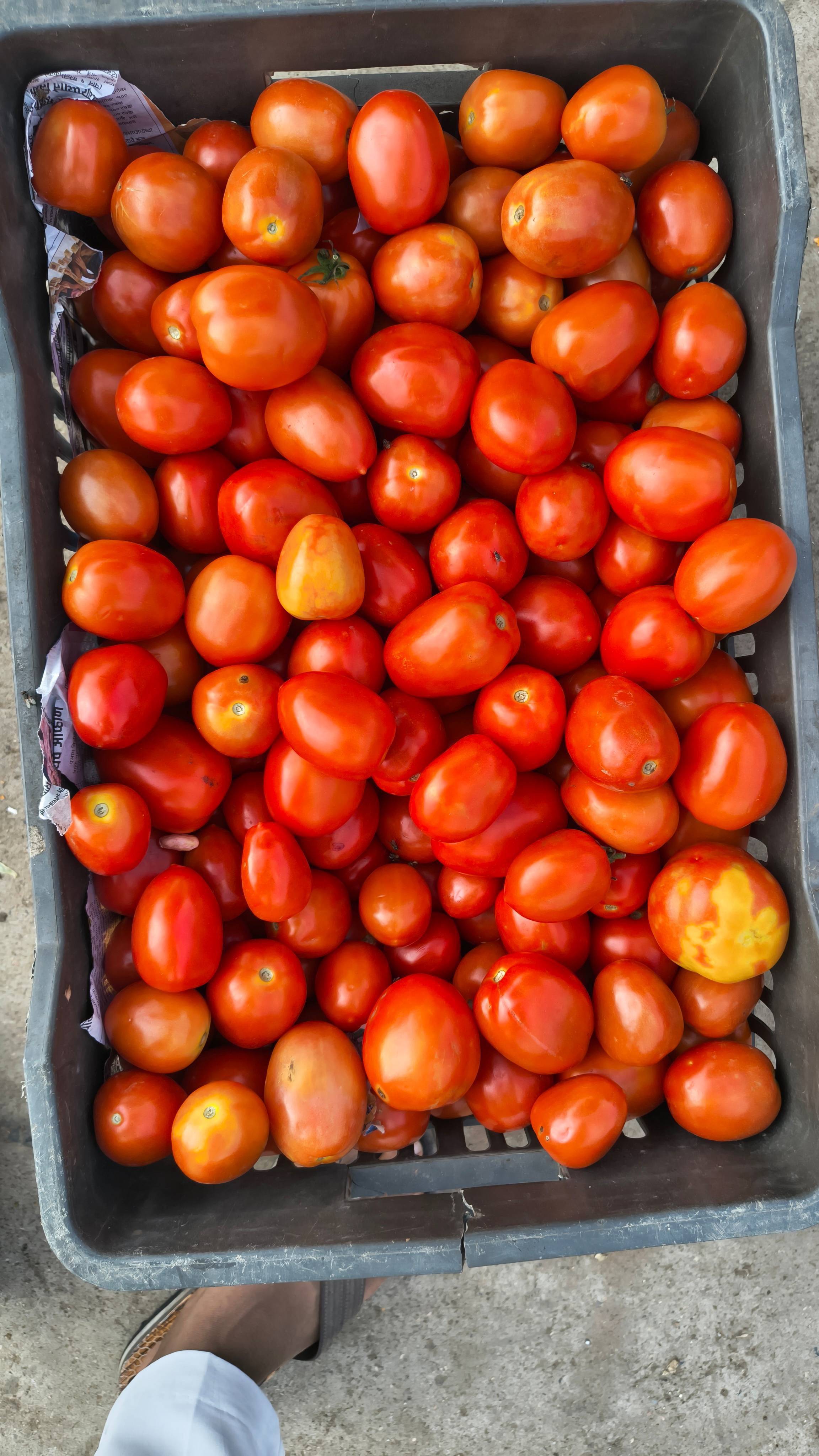 Atharva Tomato for sale in Sabarkantha, Gujarat
