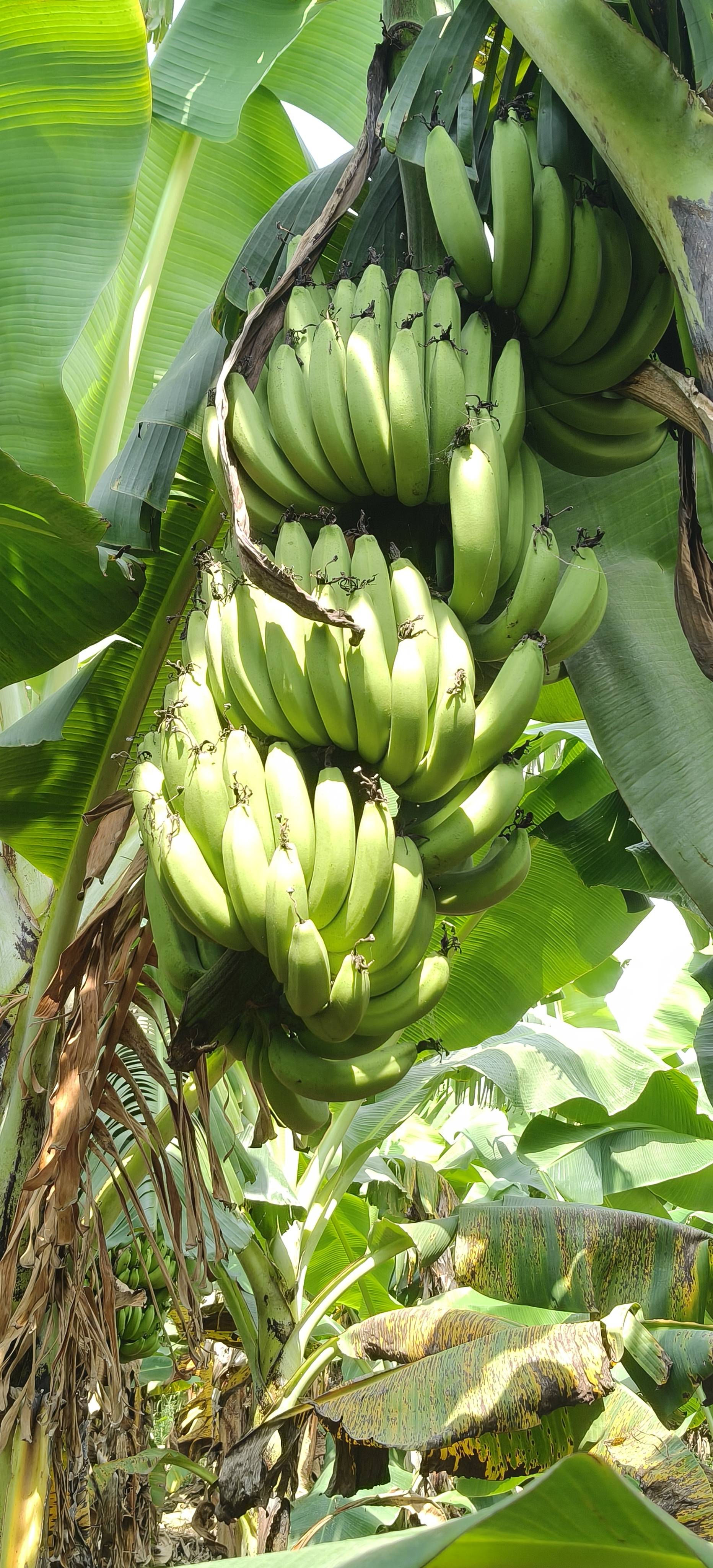 केळी Green Banana