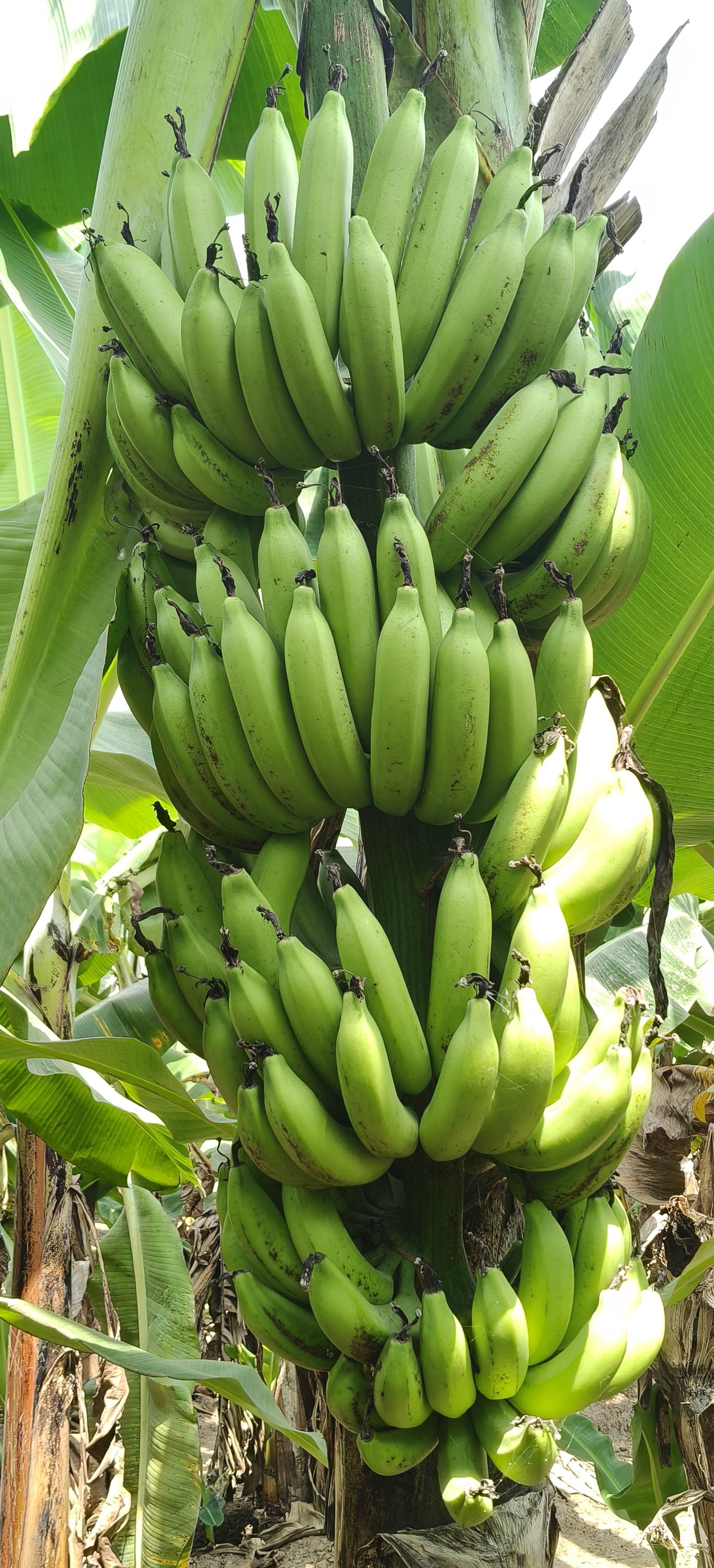 Green Banana for sale in Vadodara, Gujarat