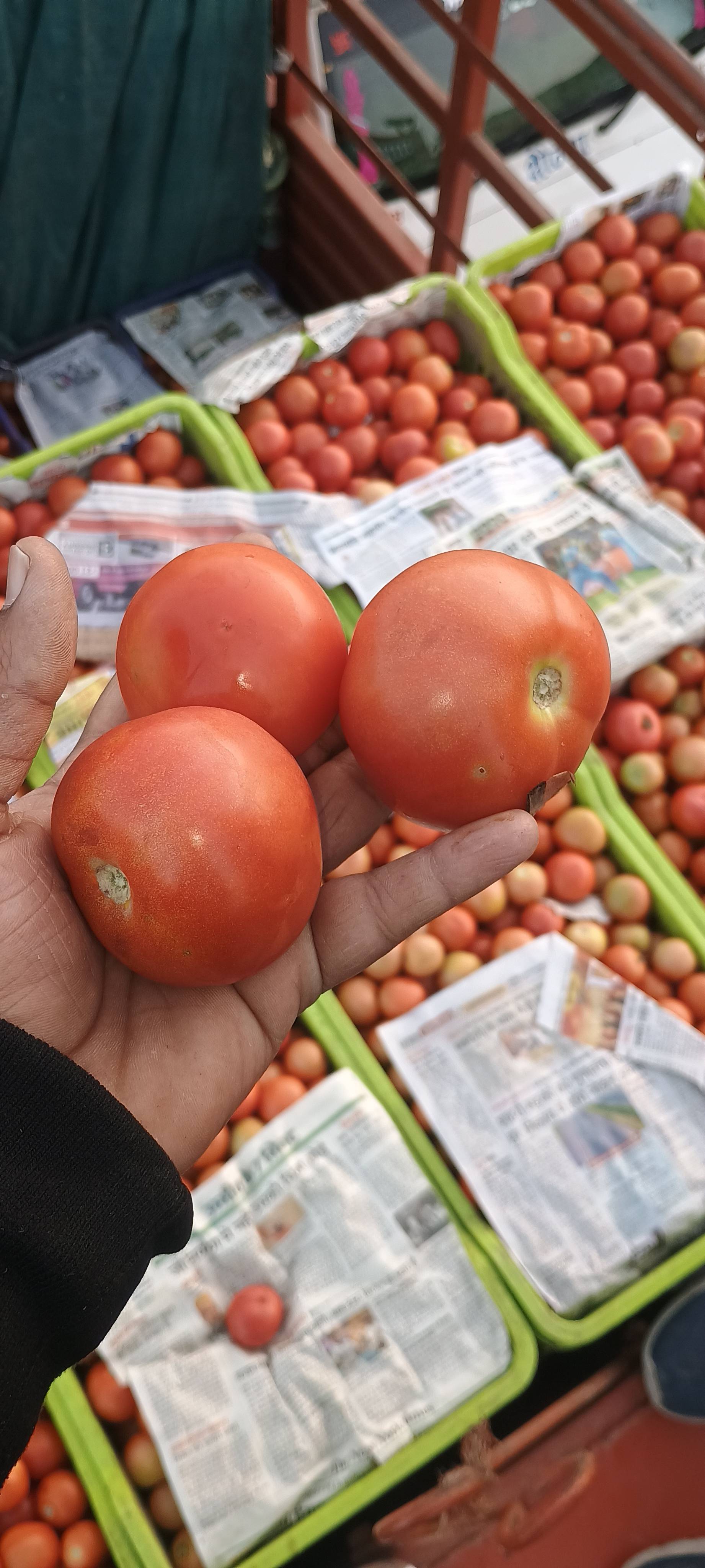 Atharva Tomato बिक्री के लिए, जबलपुर, मध्य प्रदेश