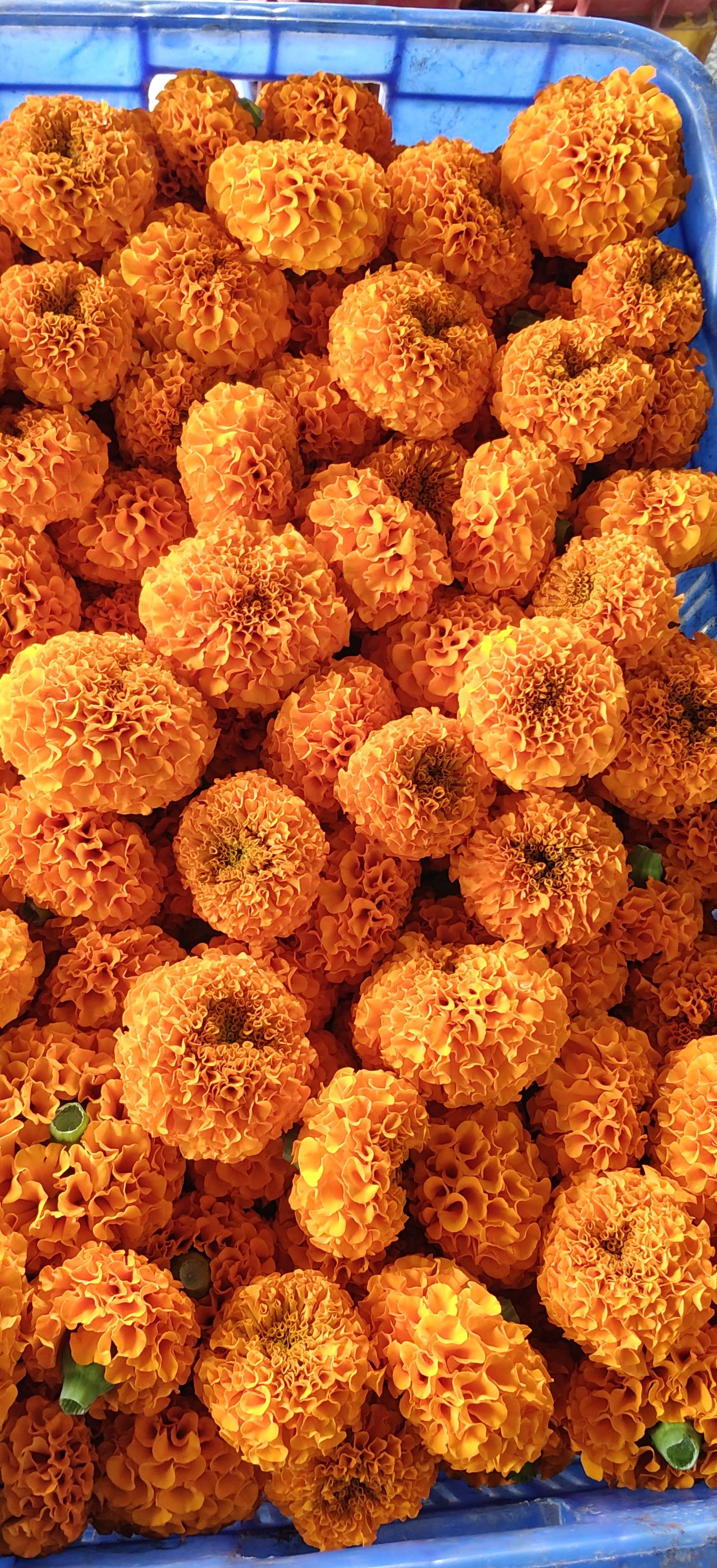 Marigold Orange Marigold