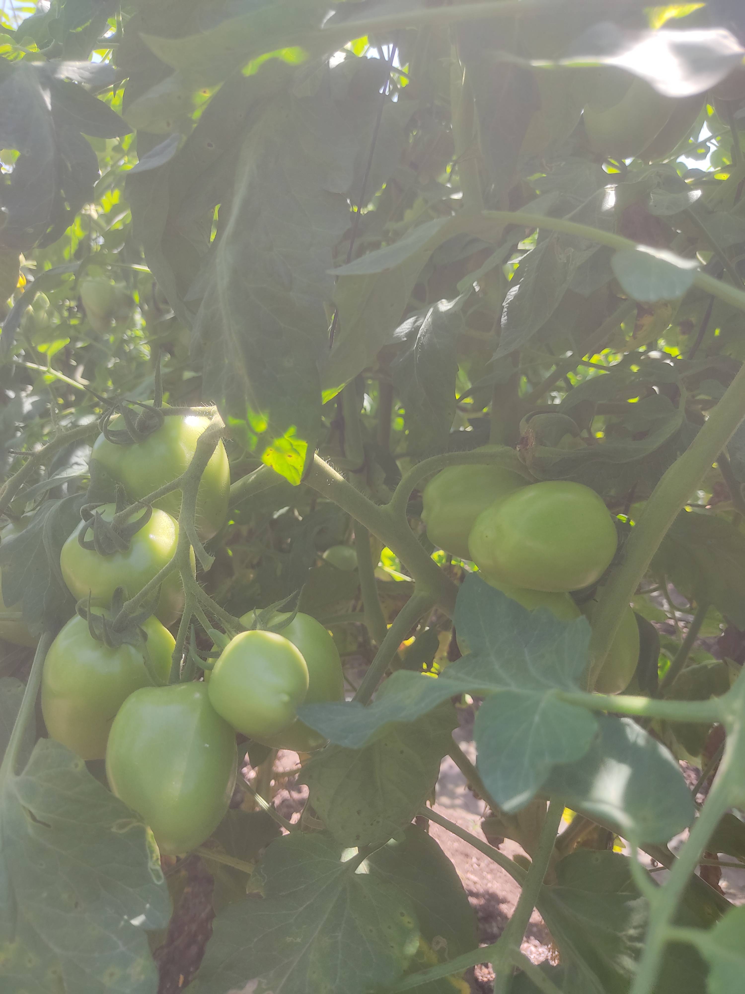 Virang Tomato बिक्री के लिए, नासिक, महाराष्ट्र
