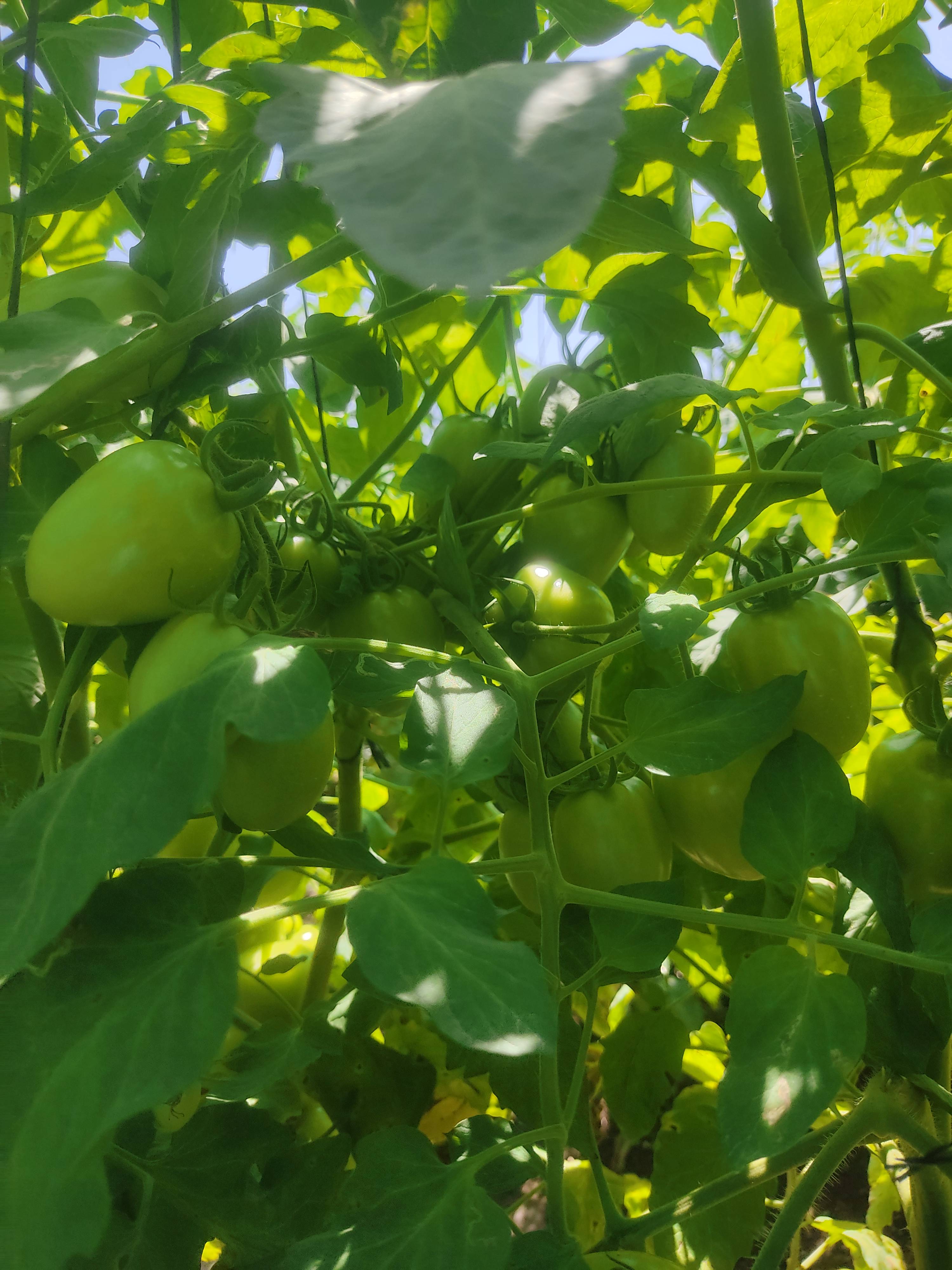 Virang Tomato बिक्री के लिए, नासिक, महाराष्ट्र