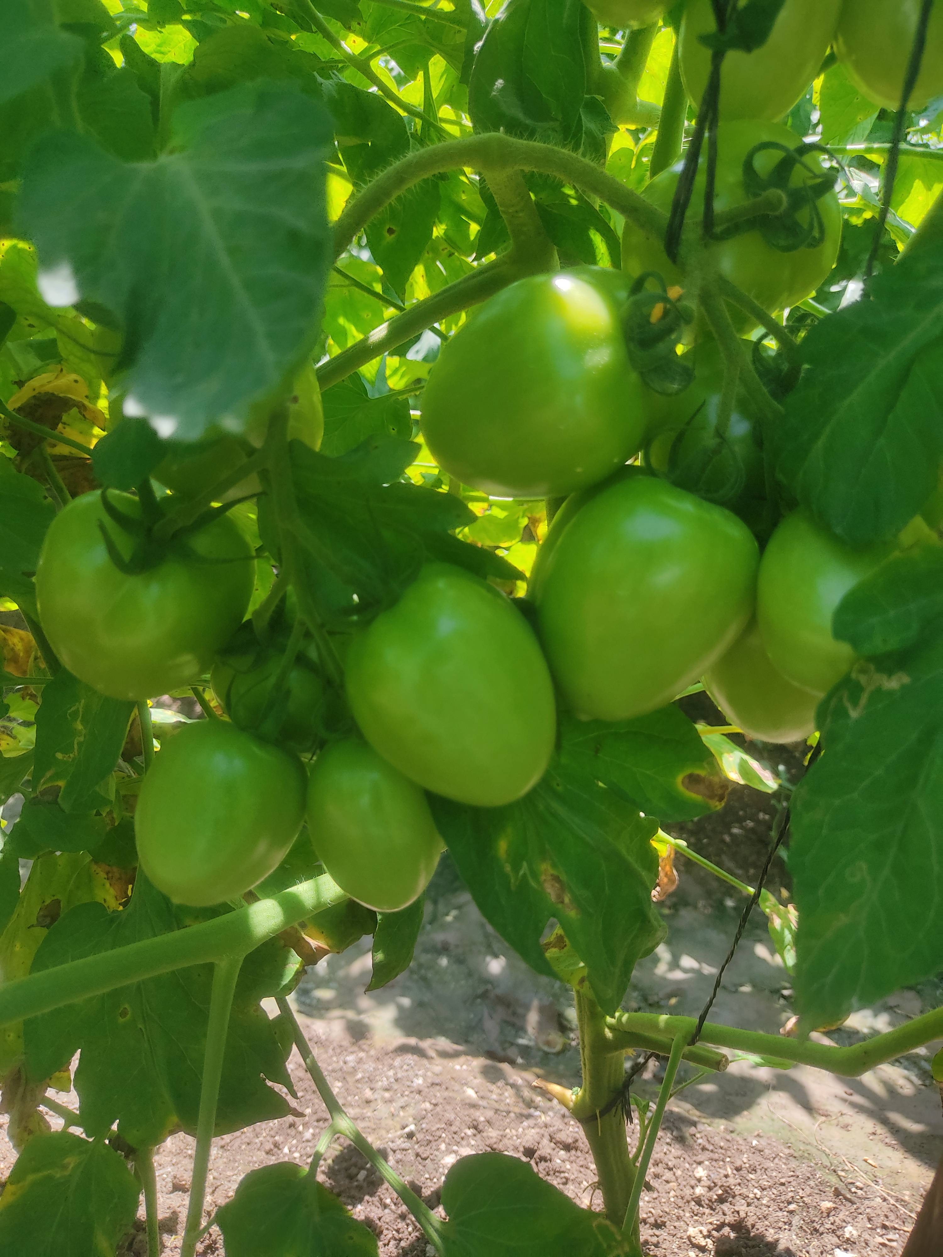 Virang Tomato बिक्री के लिए, नासिक, महाराष्ट्र