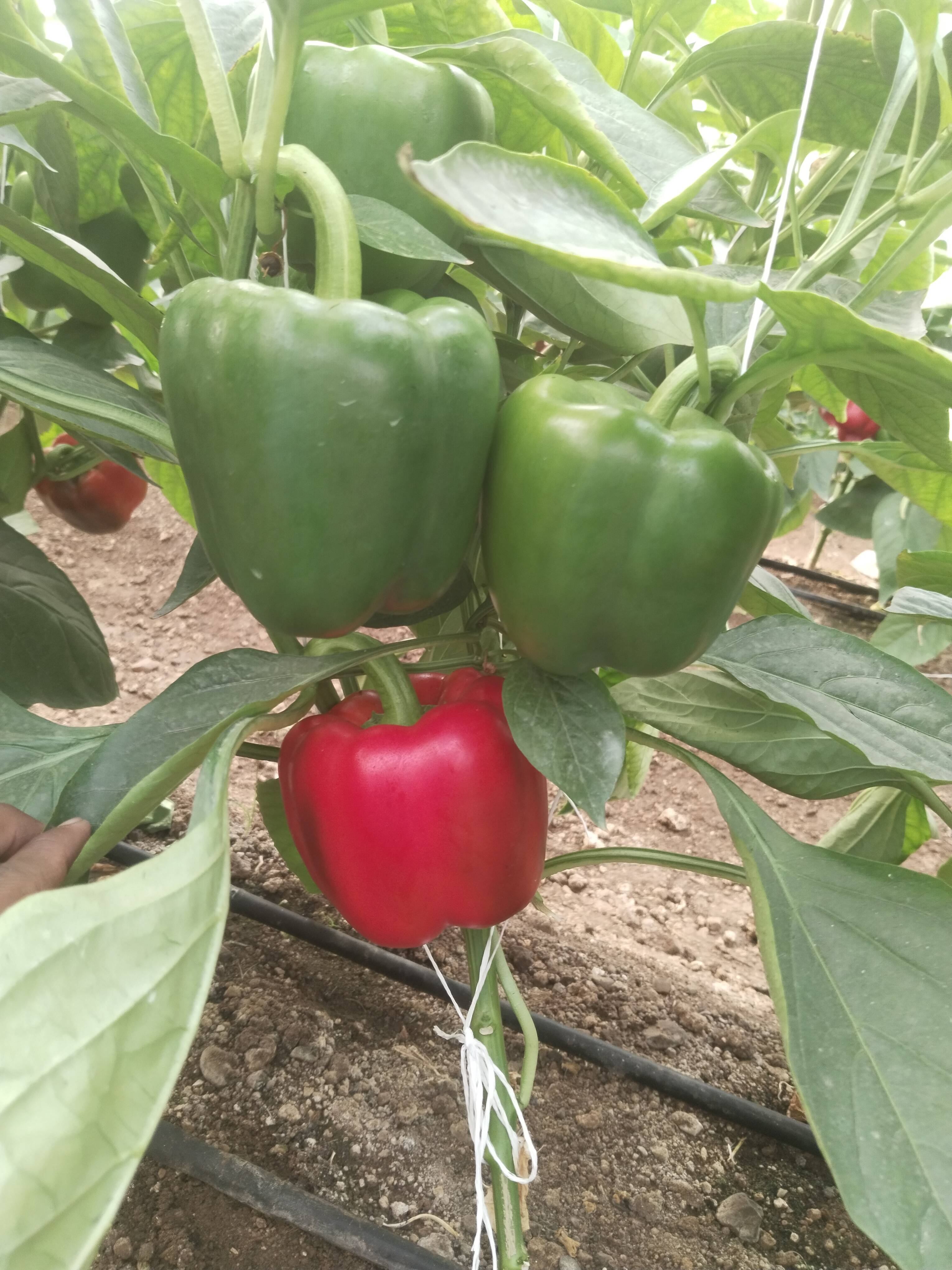 Red Capsicum बिक्री के लिए, पुणे, महाराष्ट्र