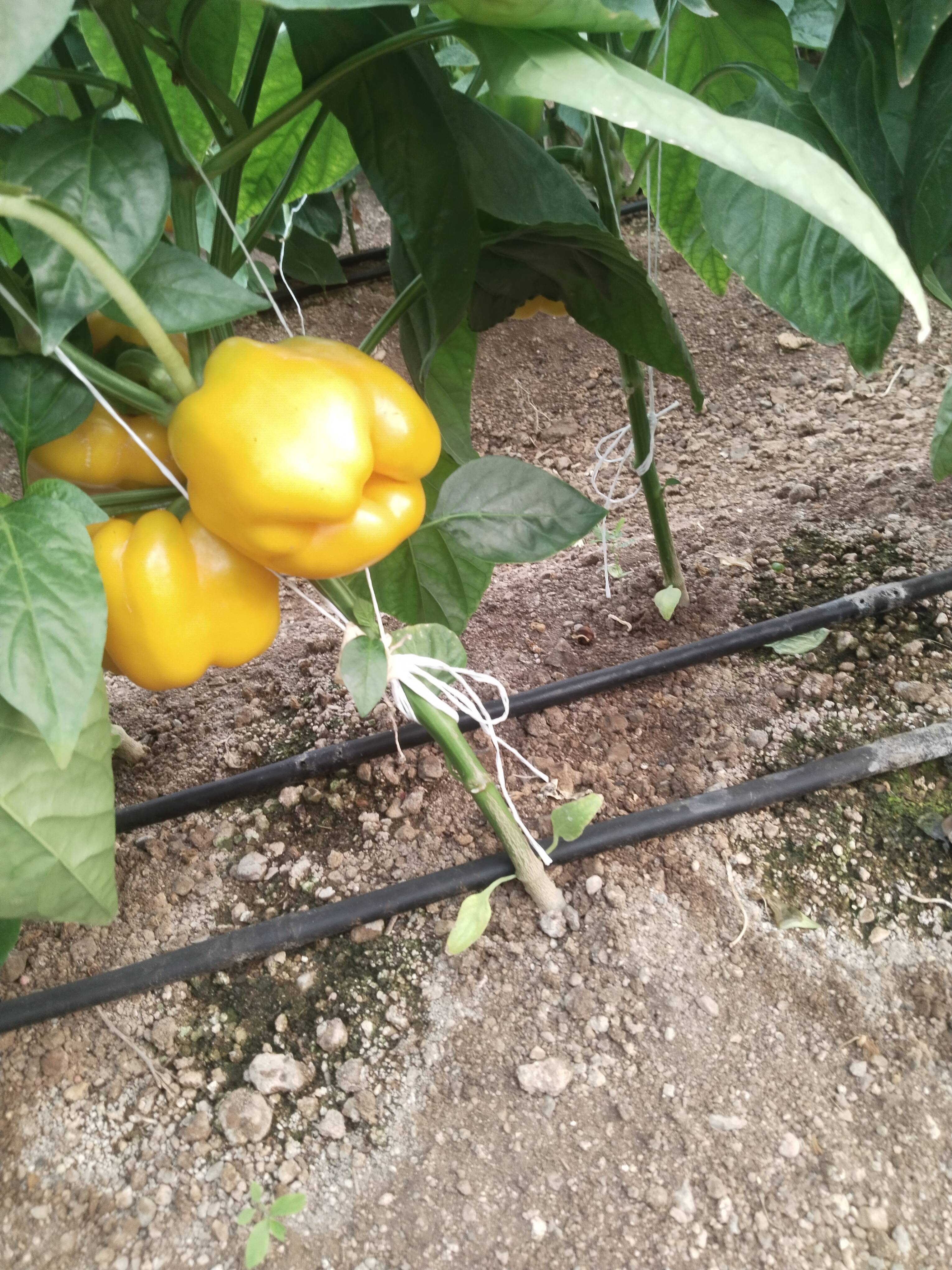 Red Capsicum बिक्री के लिए, पुणे, महाराष्ट्र