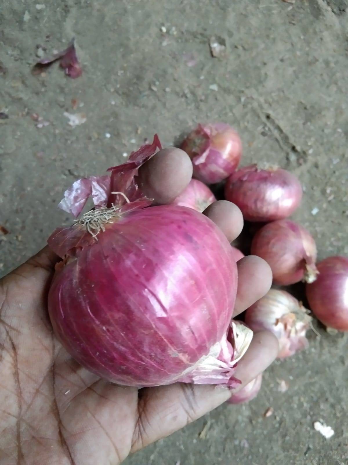 Red Onion for sale in Nashik, Maharashtra