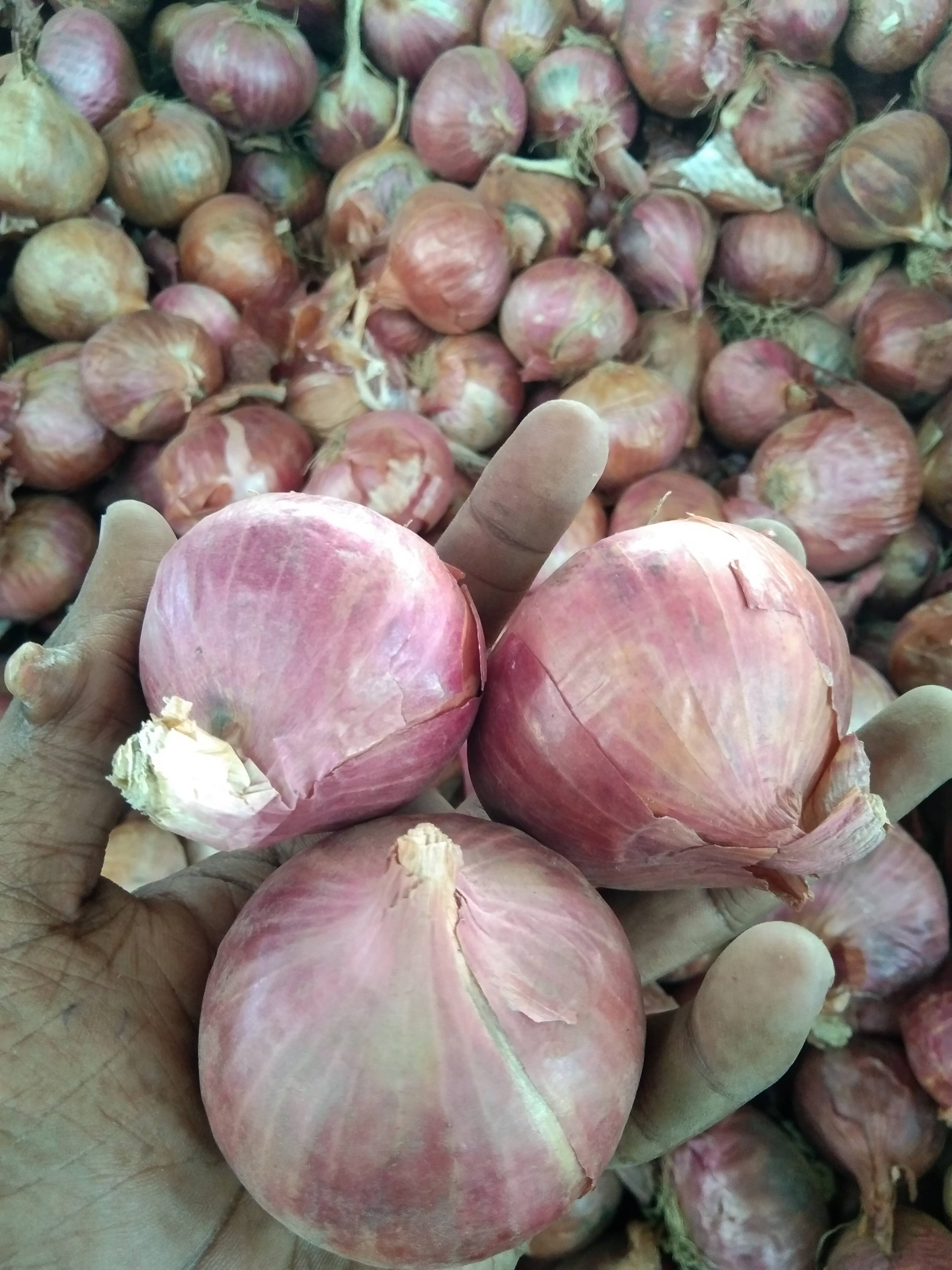 Red Onion for sale in Nashik, Maharashtra