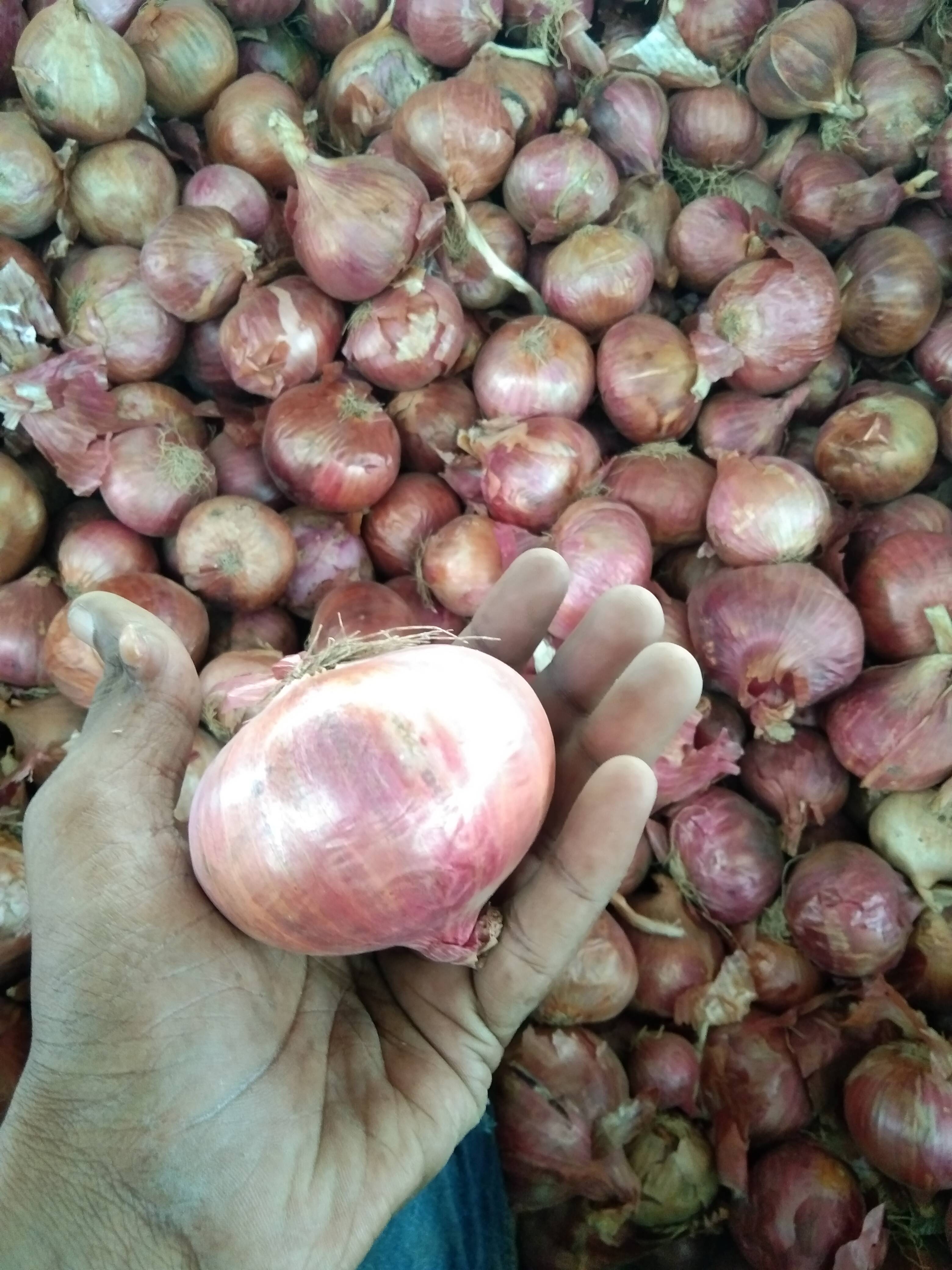Red Onion for sale in Nashik, Maharashtra