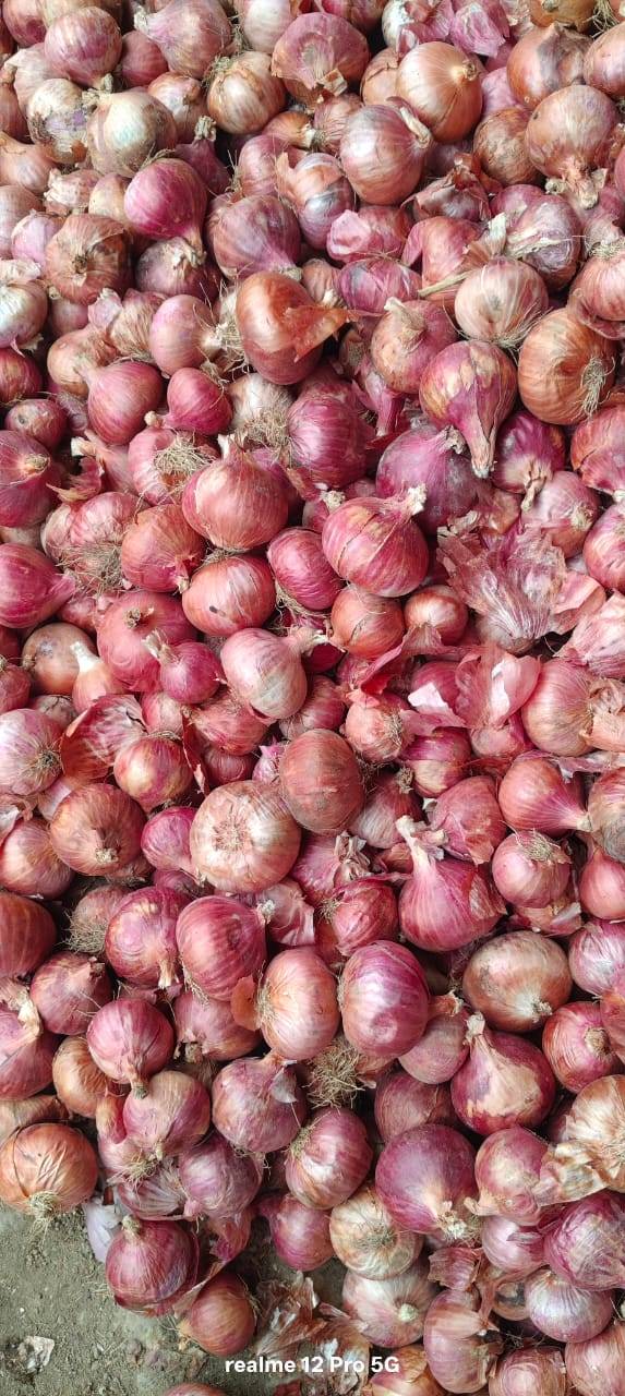 Red Onion for sale in Nashik, Maharashtra