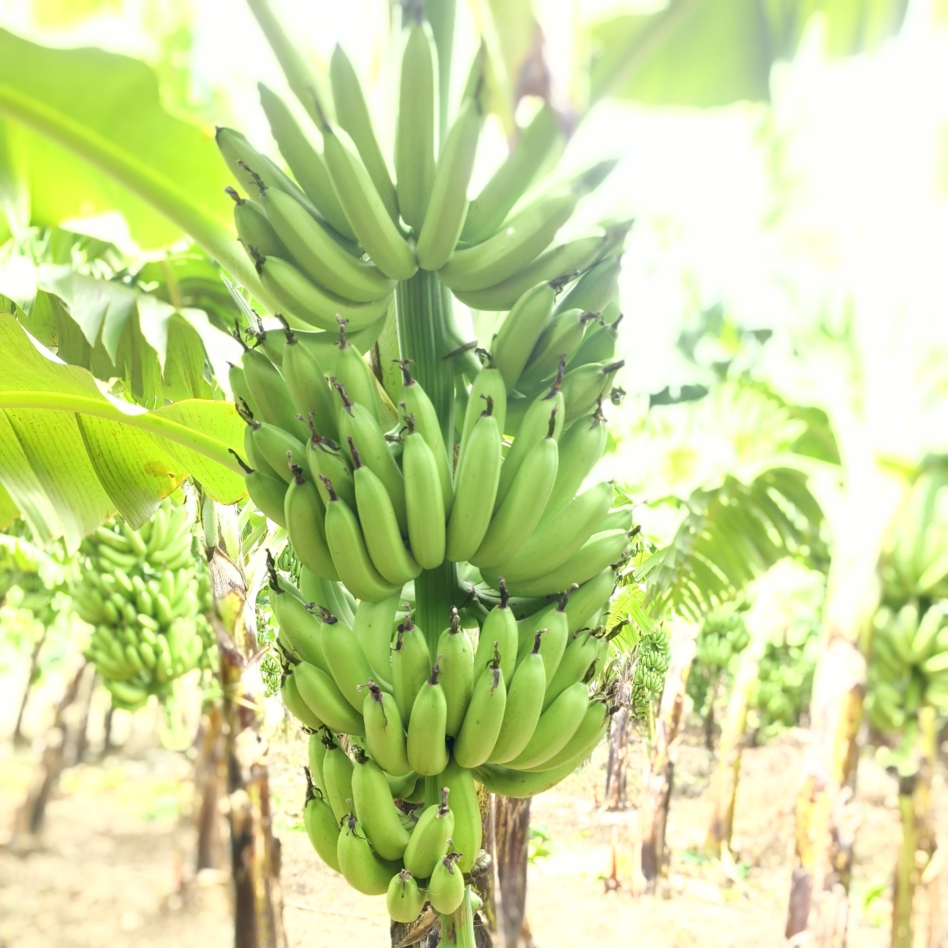 केळी Grand Naine (G9) Banana