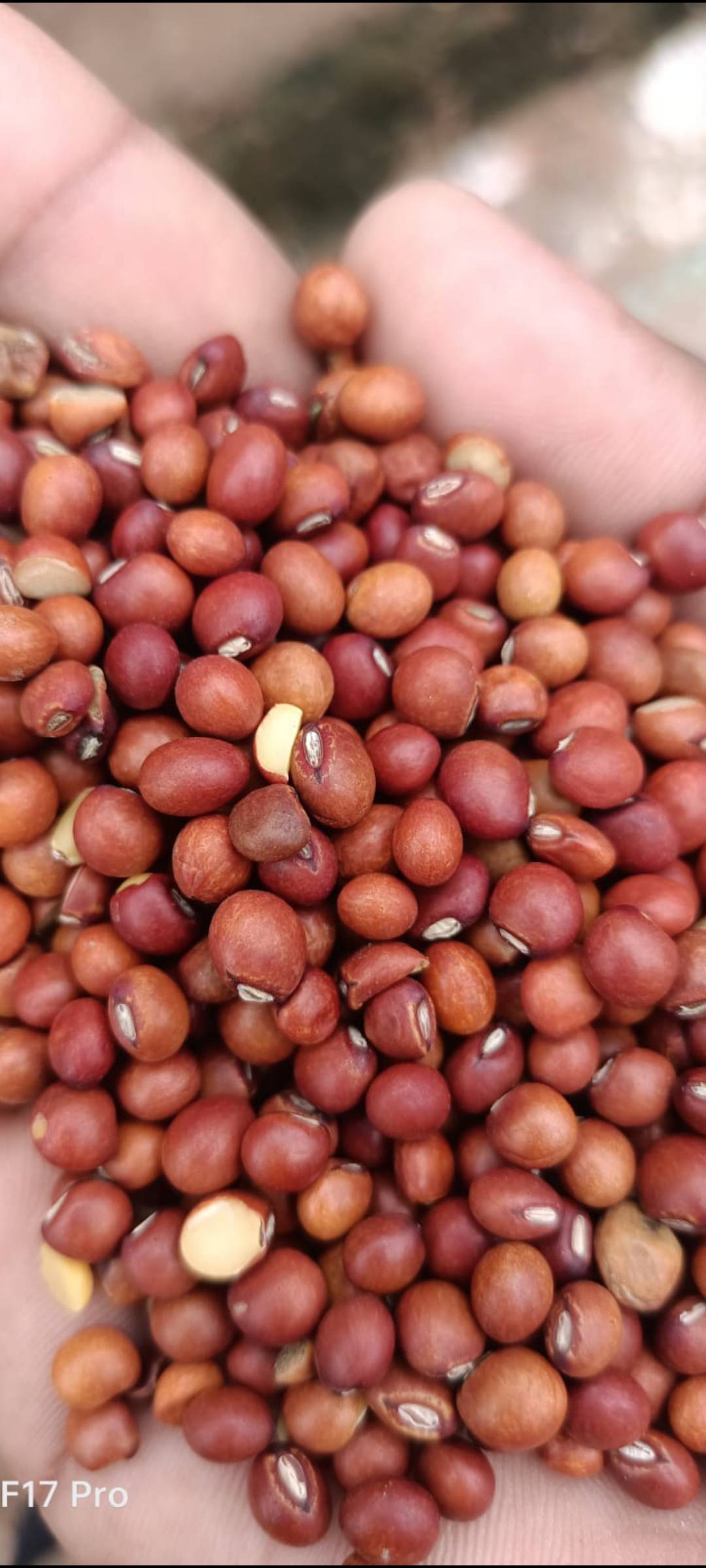 Pigeon Pea (Arhar/Tur) Maruti