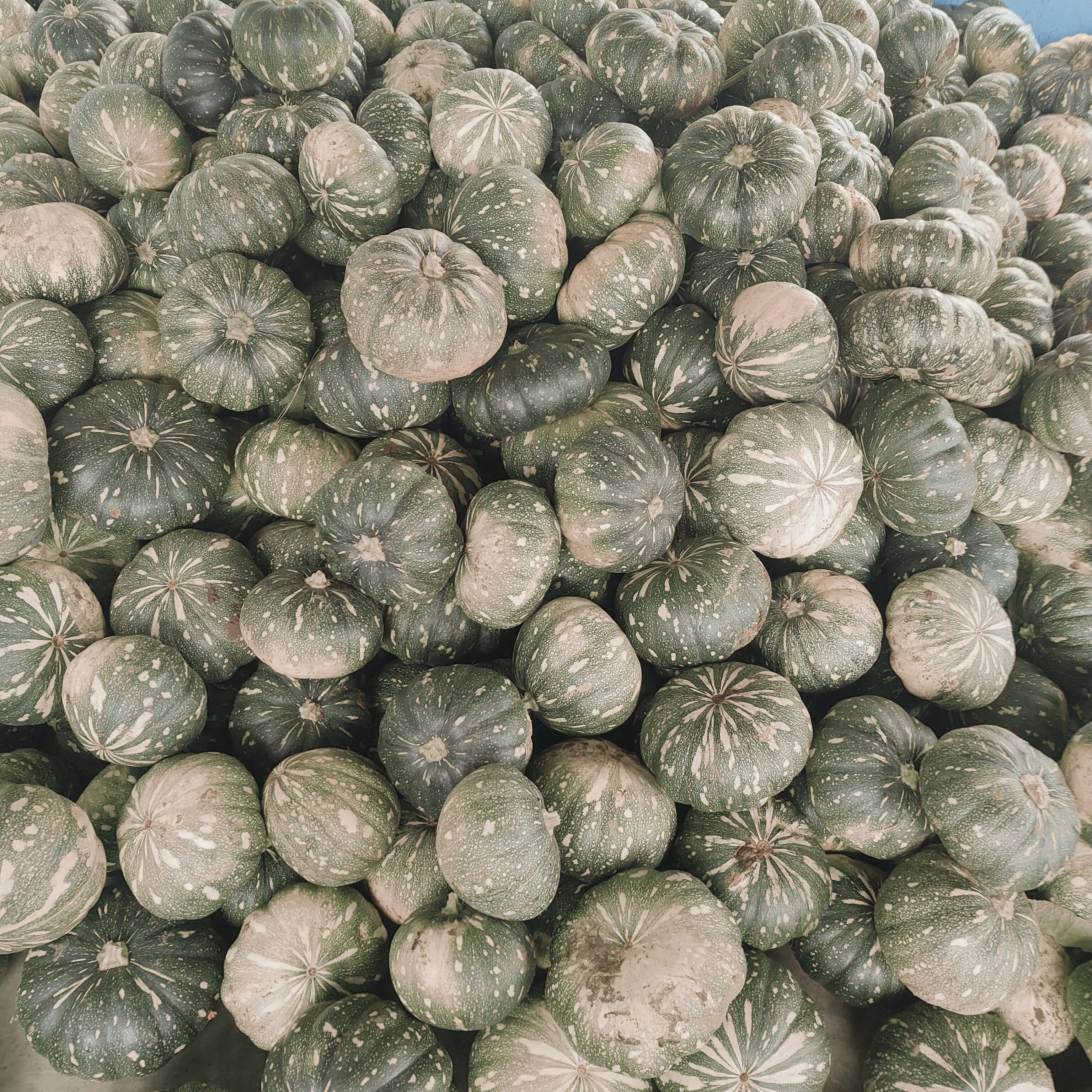 Pusa Vishwas बिक्री के लिए, बनासकांठा, गुजरात