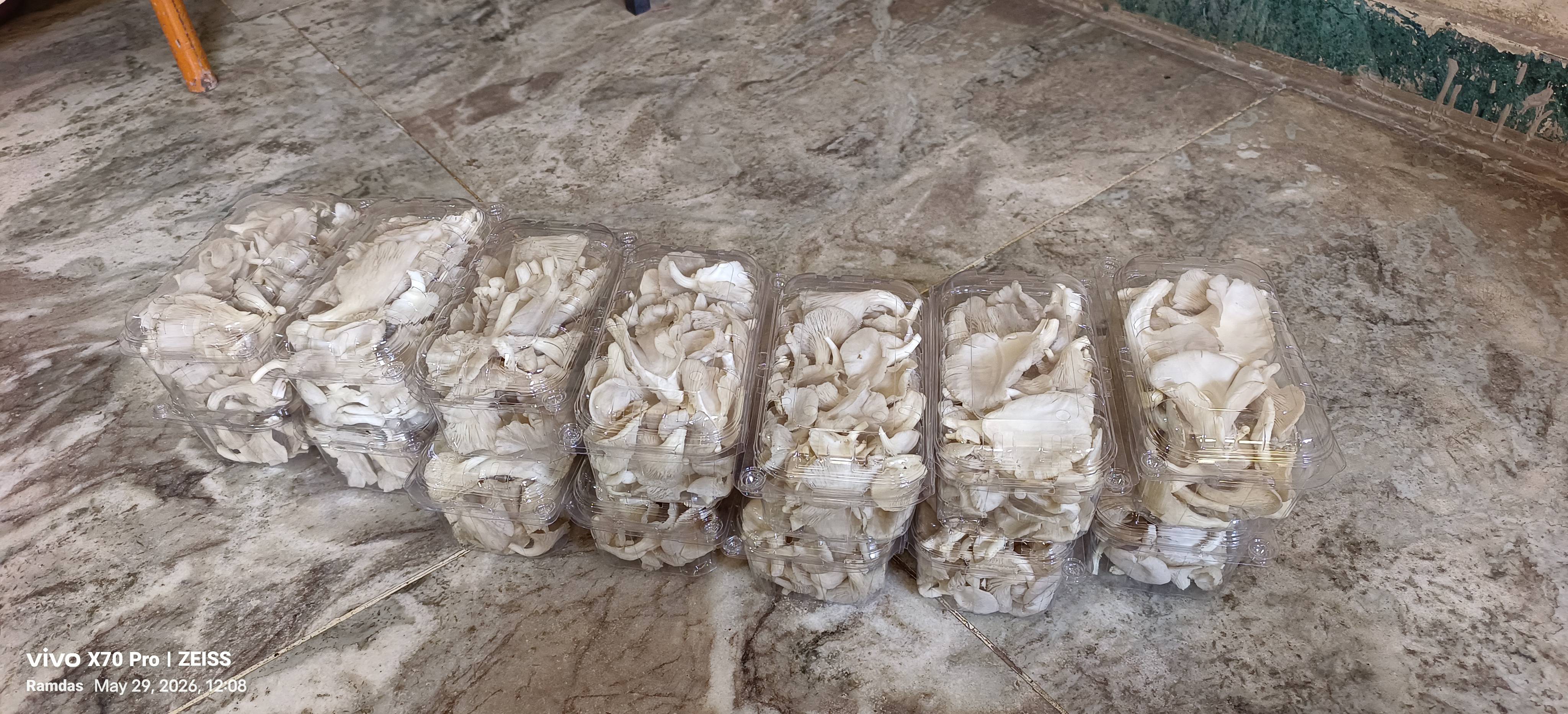 Oyster Mushroom बिक्री के लिए, पुणे, महाराष्ट्र