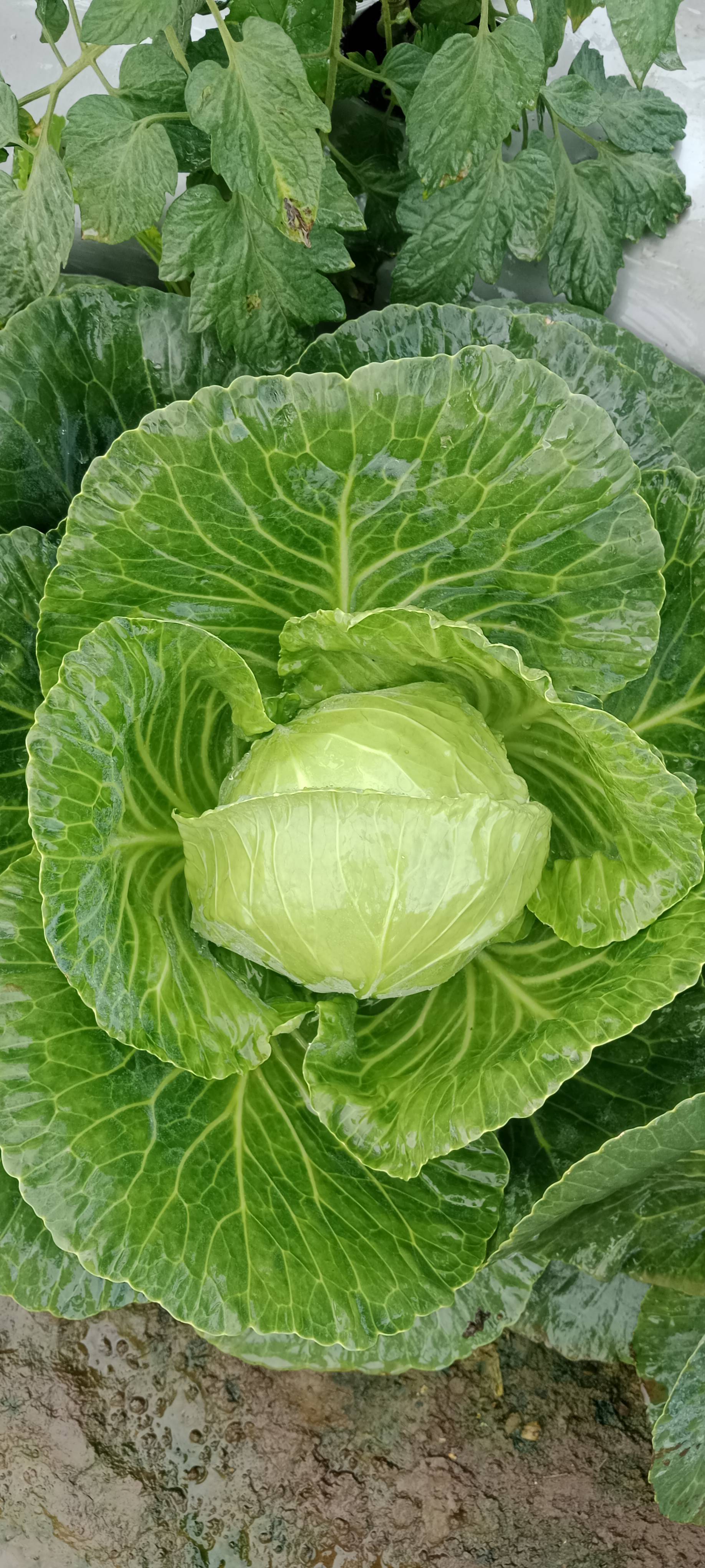 Green Cabbage विक्रीसाठी, नाशिक, महाराष्ट्र