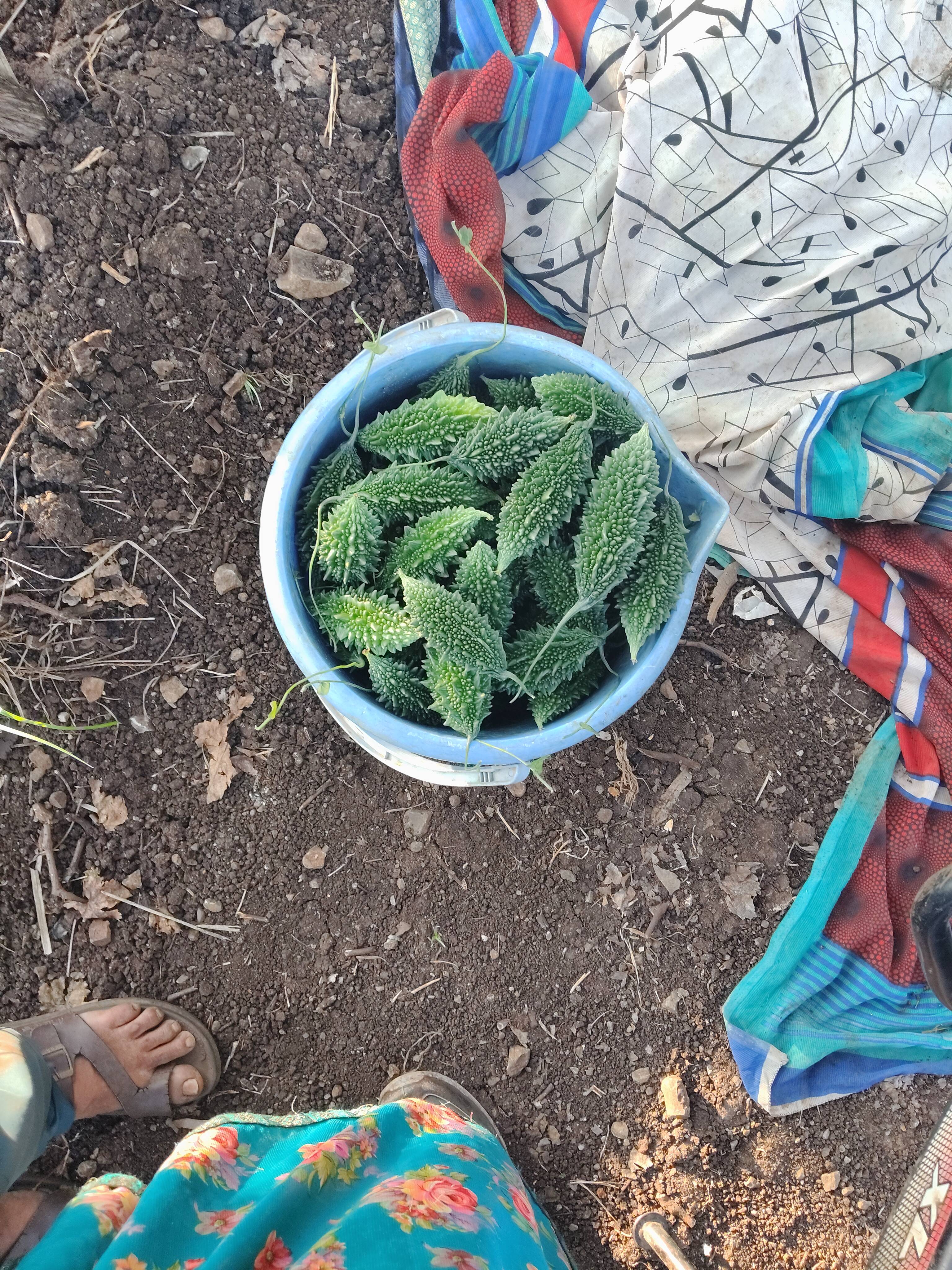 कारले Green Bitter Gourd