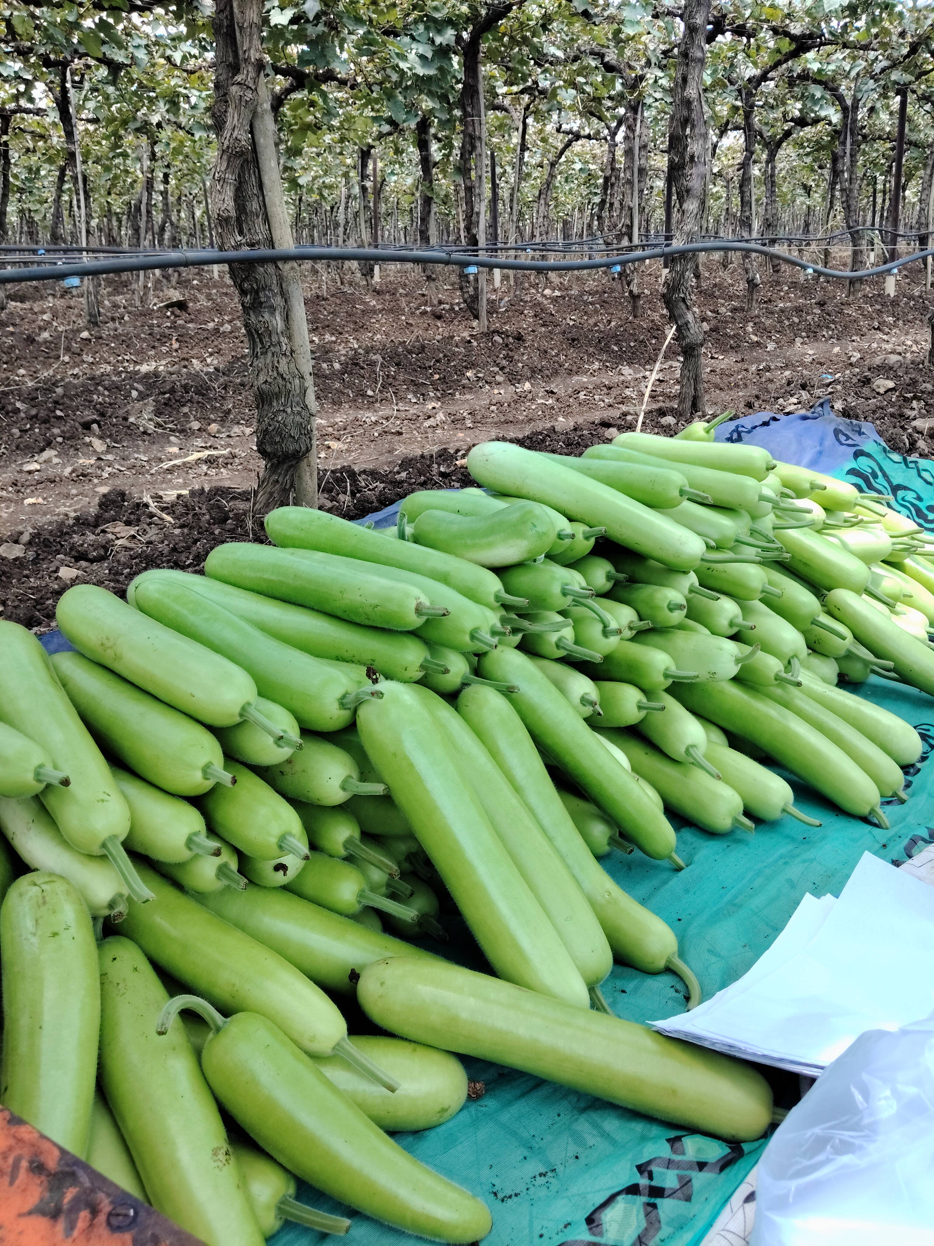 दूधी भोपळा Arka Bahar Bottle Gourd