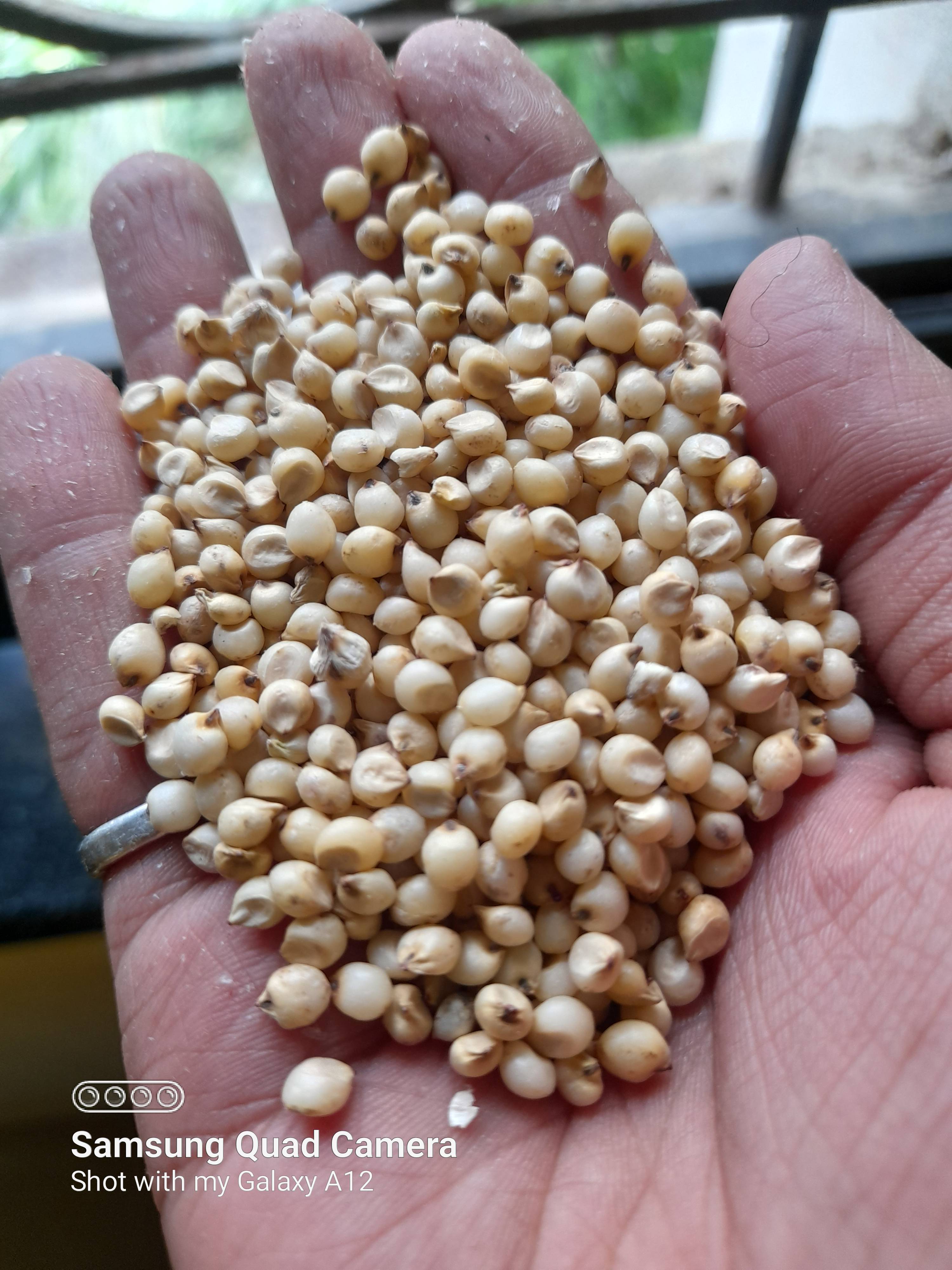 Maldandi 35-1 बिक्री के लिए, सोलापुर, महाराष्ट्र
