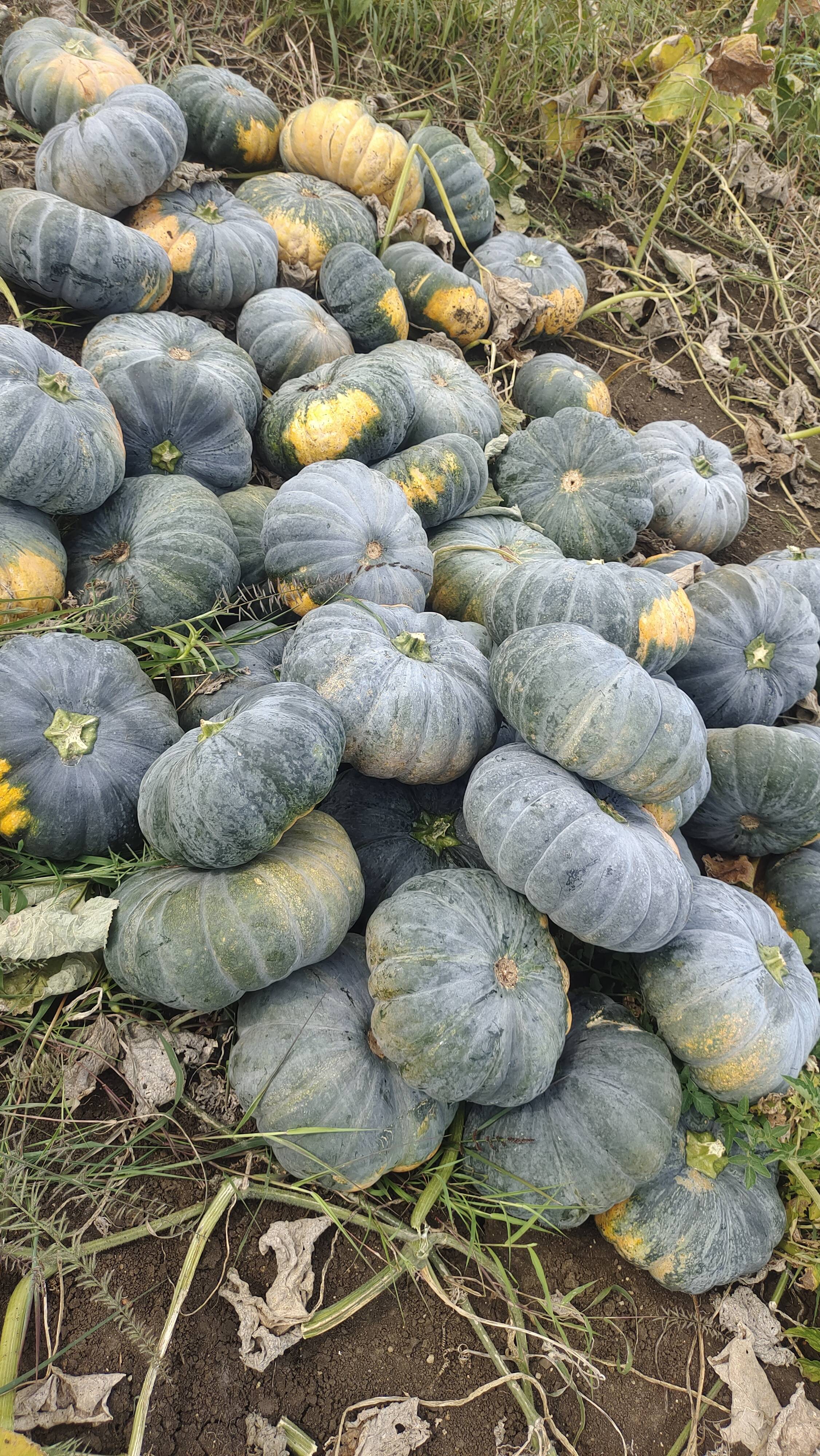 Pusa Vishwas for sale in Chitradurga, Karnataka