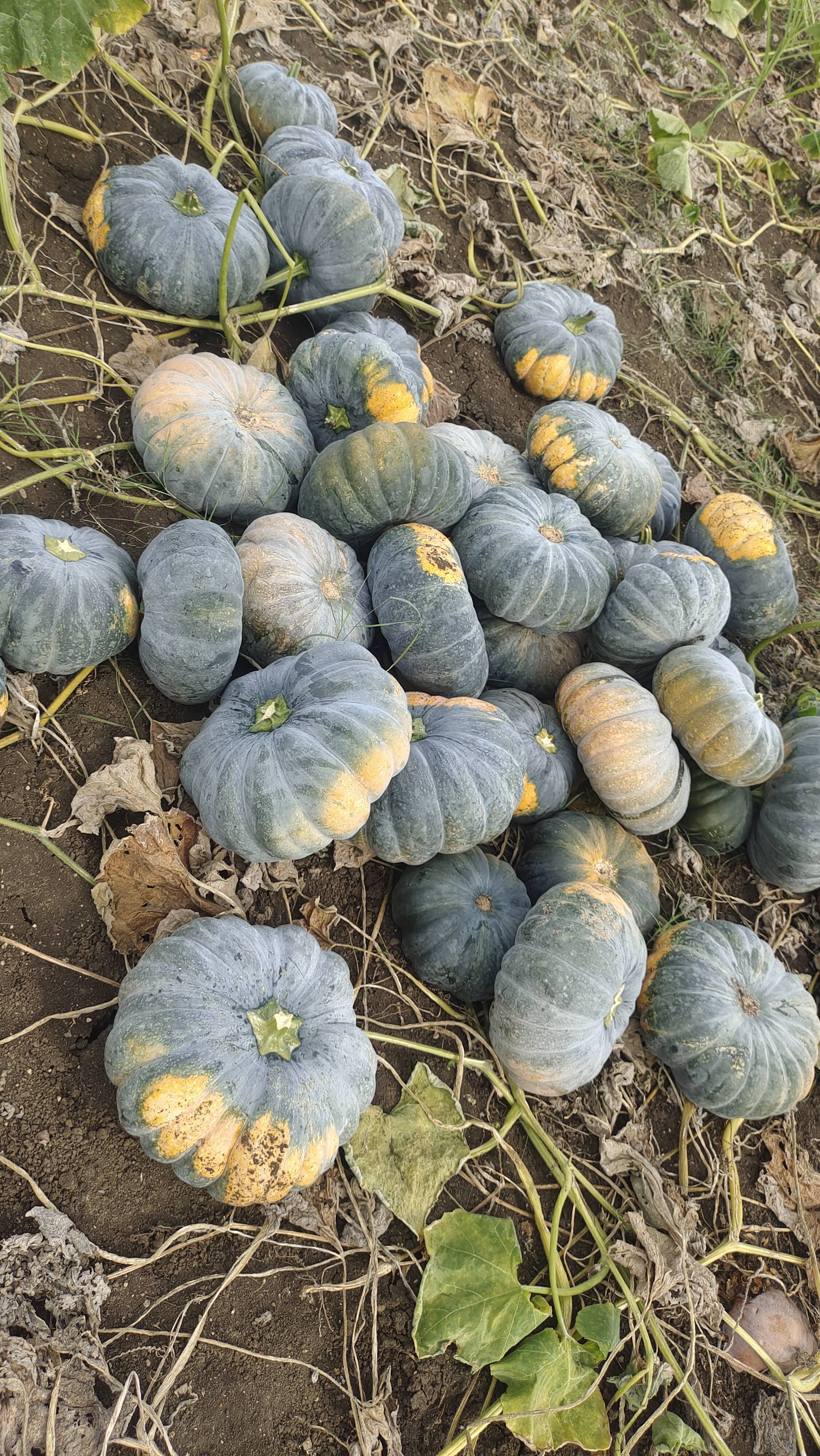 Pusa Vishwas for sale in Chitradurga, Karnataka