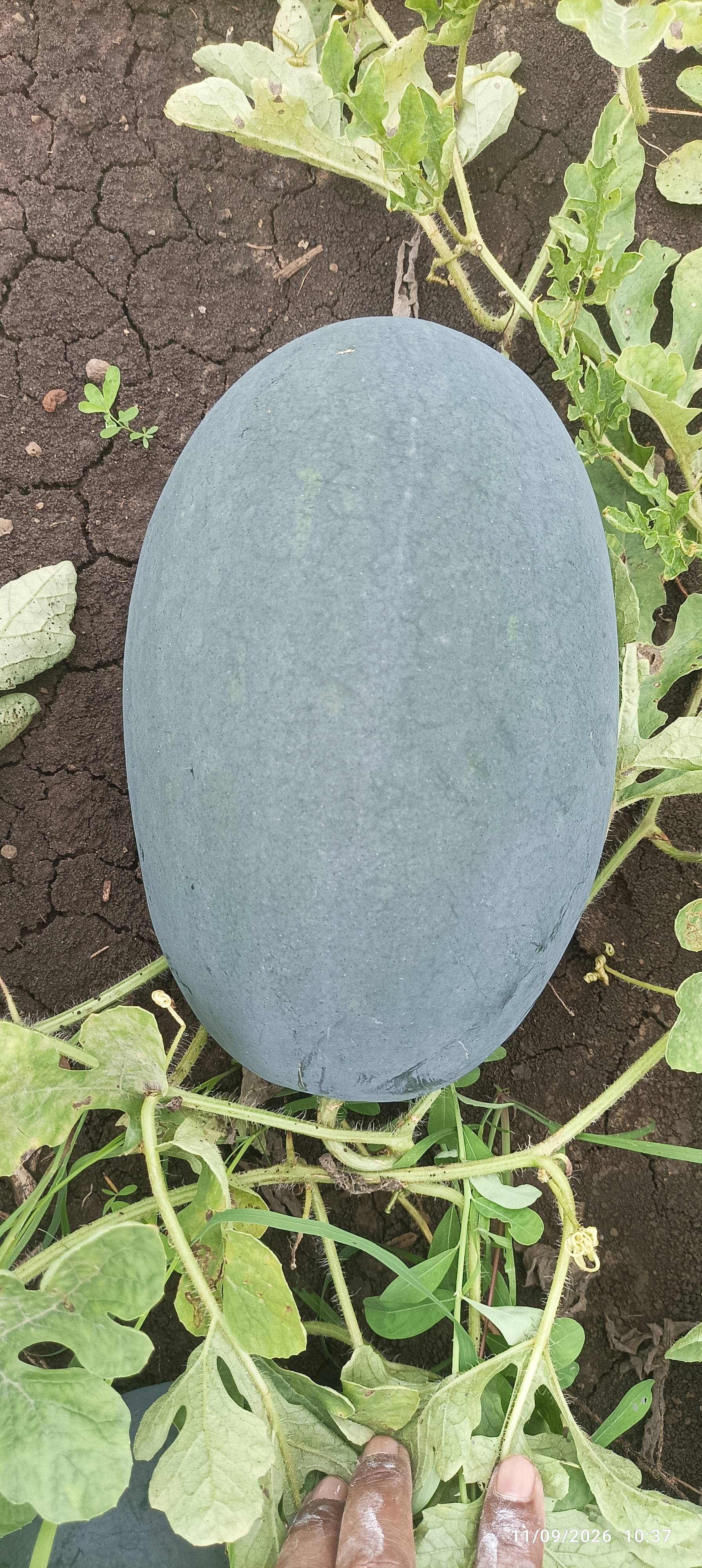 Black Diamond for sale in Burhanpur, Madhya Pradesh