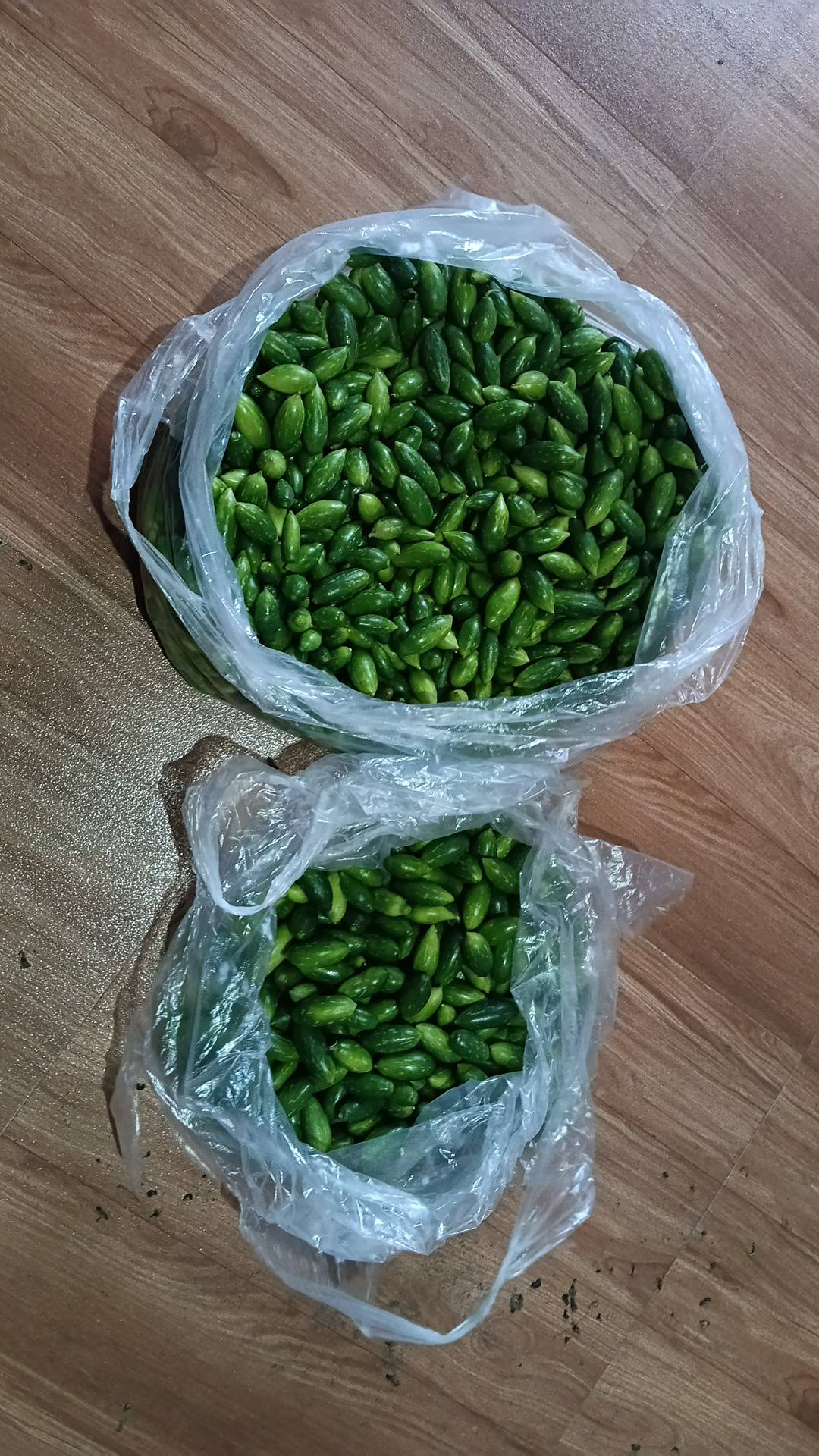 Ivy Gourds बिक्री के लिए, अहिल्यानगर, महाराष्ट्र