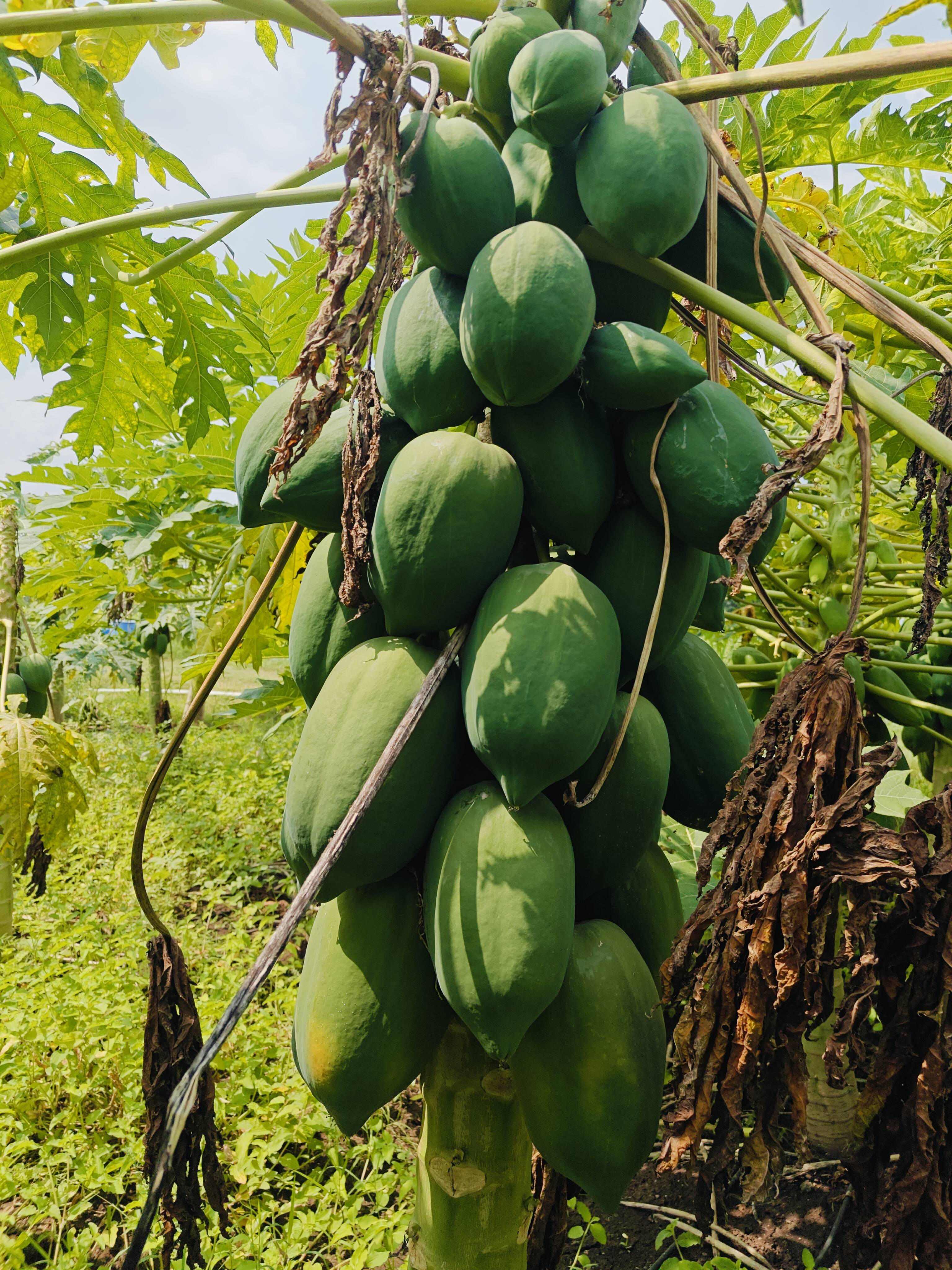 पपई Taiwan Papaya