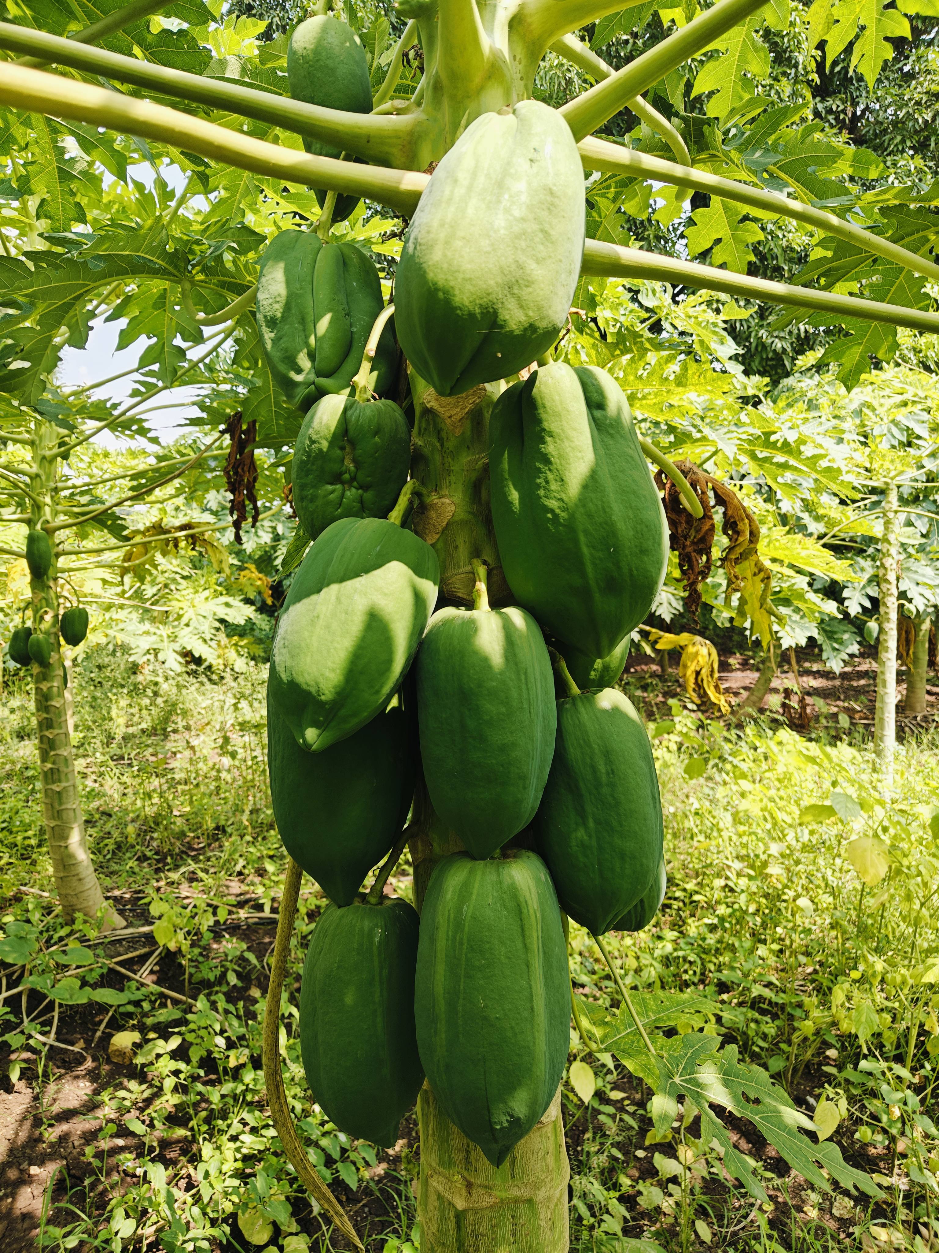 Taiwan Papaya बिक्री के लिए, जलगांव, महाराष्ट्र