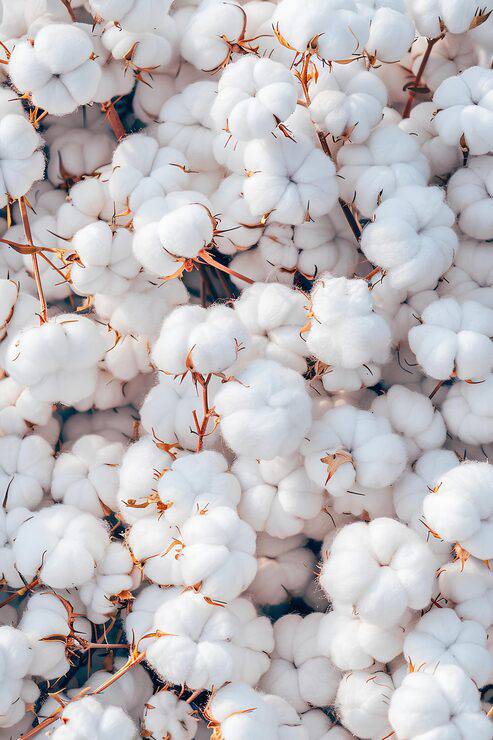 कपास Hybrid Cotton