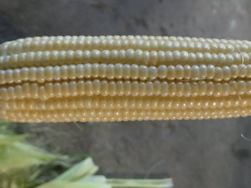 Sweet Corn for sale in Nanded, Maharashtra