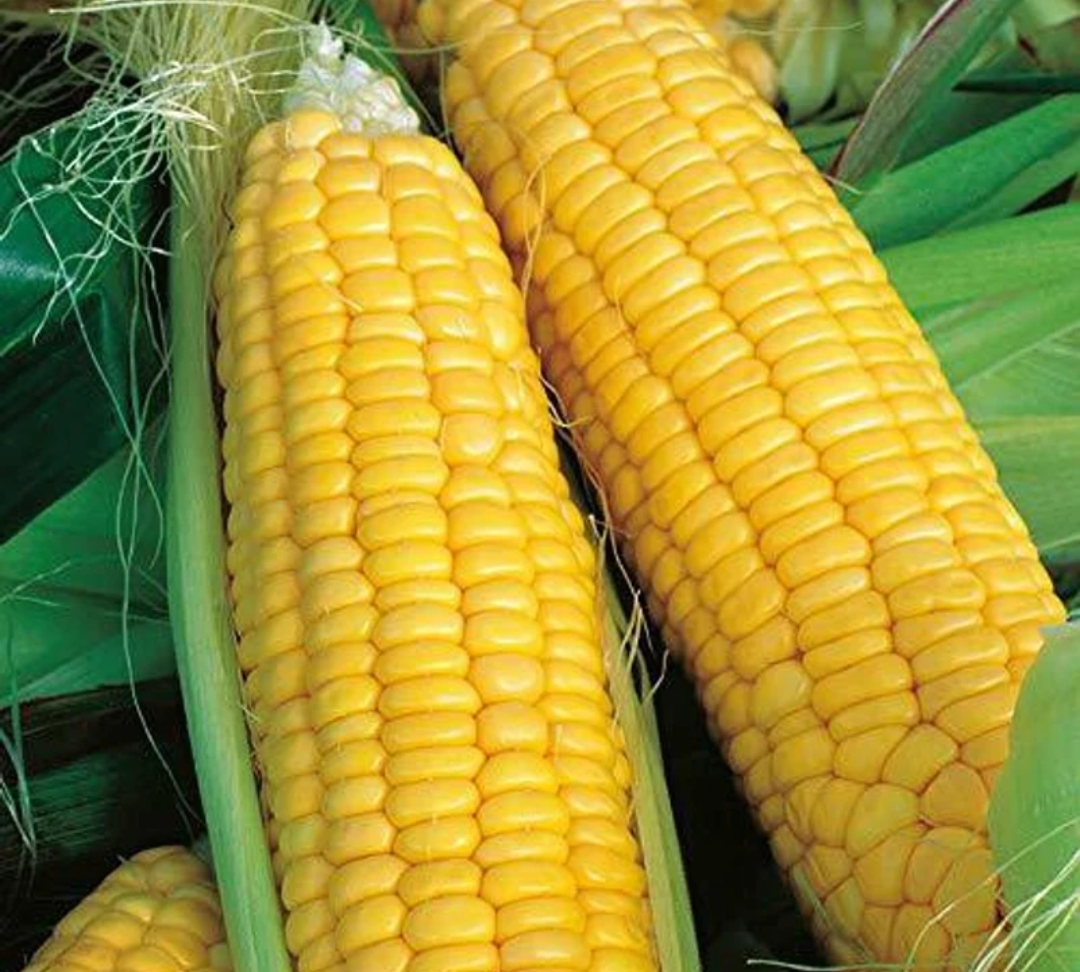 Sweet Corn for sale in Nanded, Maharashtra
