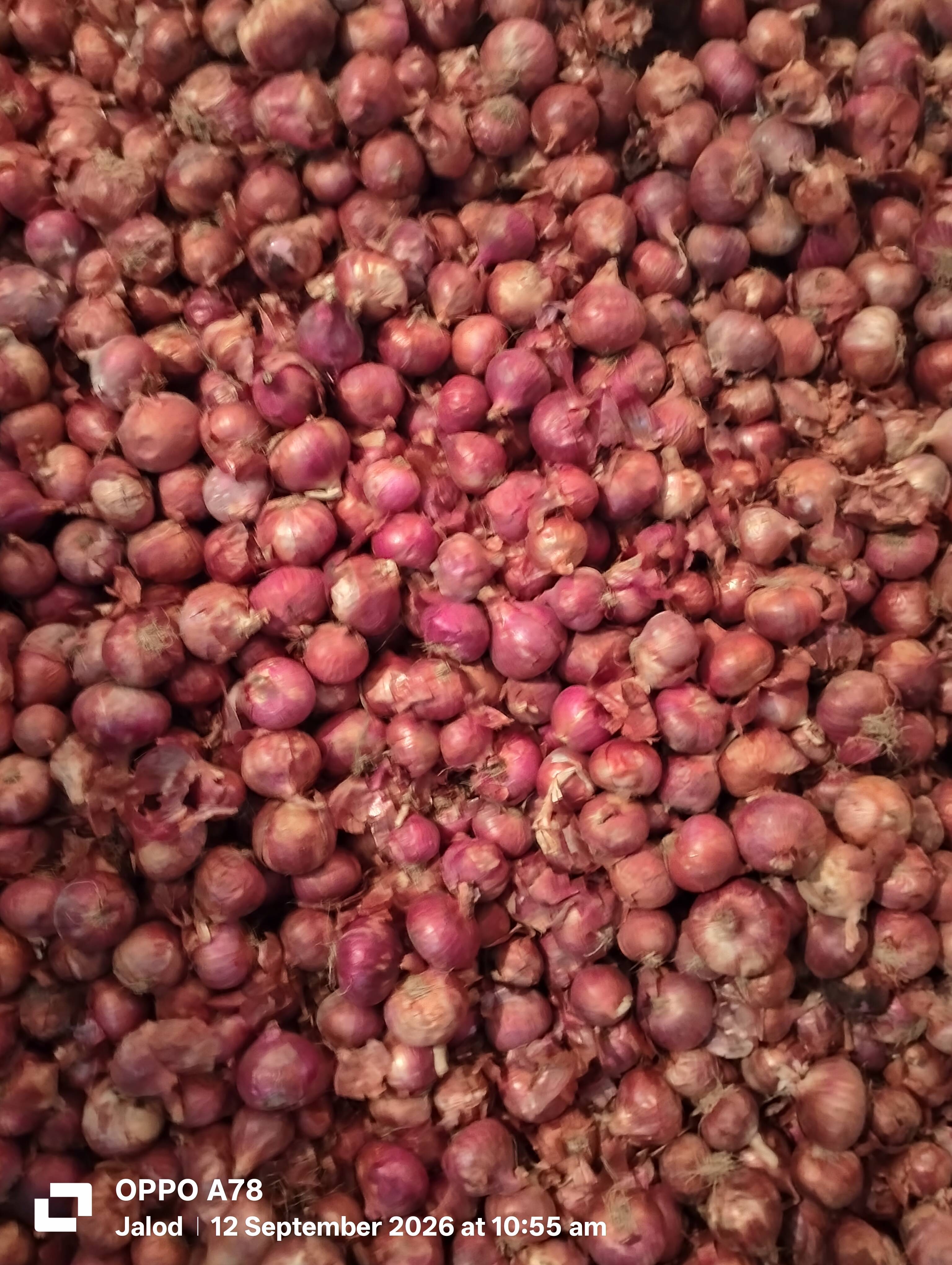Pink Onion for sale in Ratlam, Madhya Pradesh