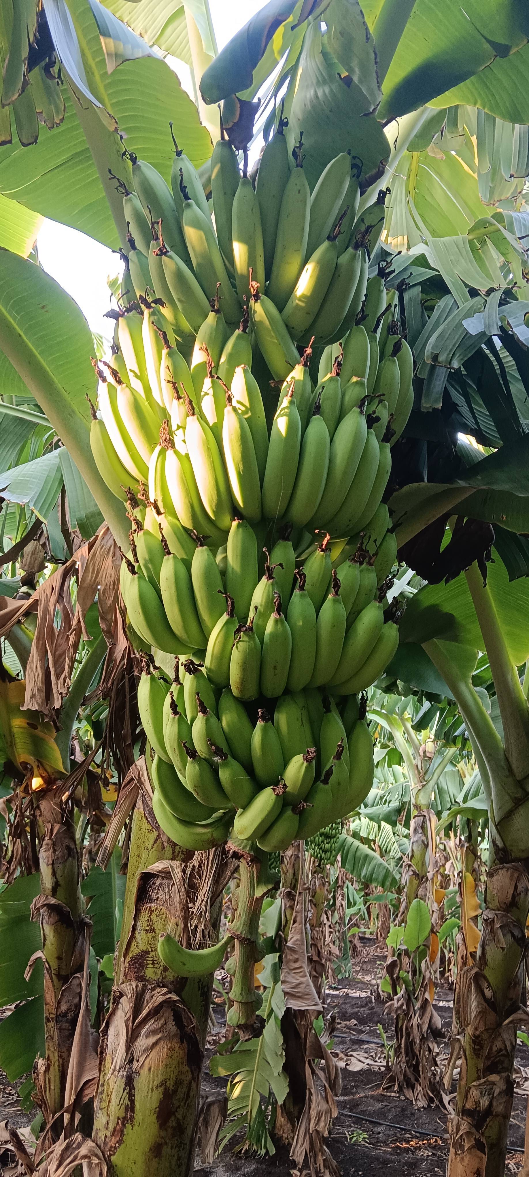 केळी Grand Naine (G9) Banana