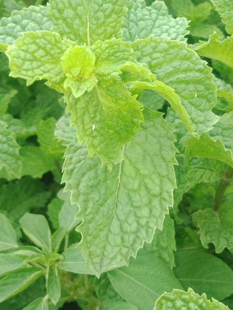 पुदिना Mint Leaves